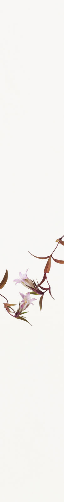 Takashi Tomo-oka, Gentiana Scabra 1, Rindo, 2014