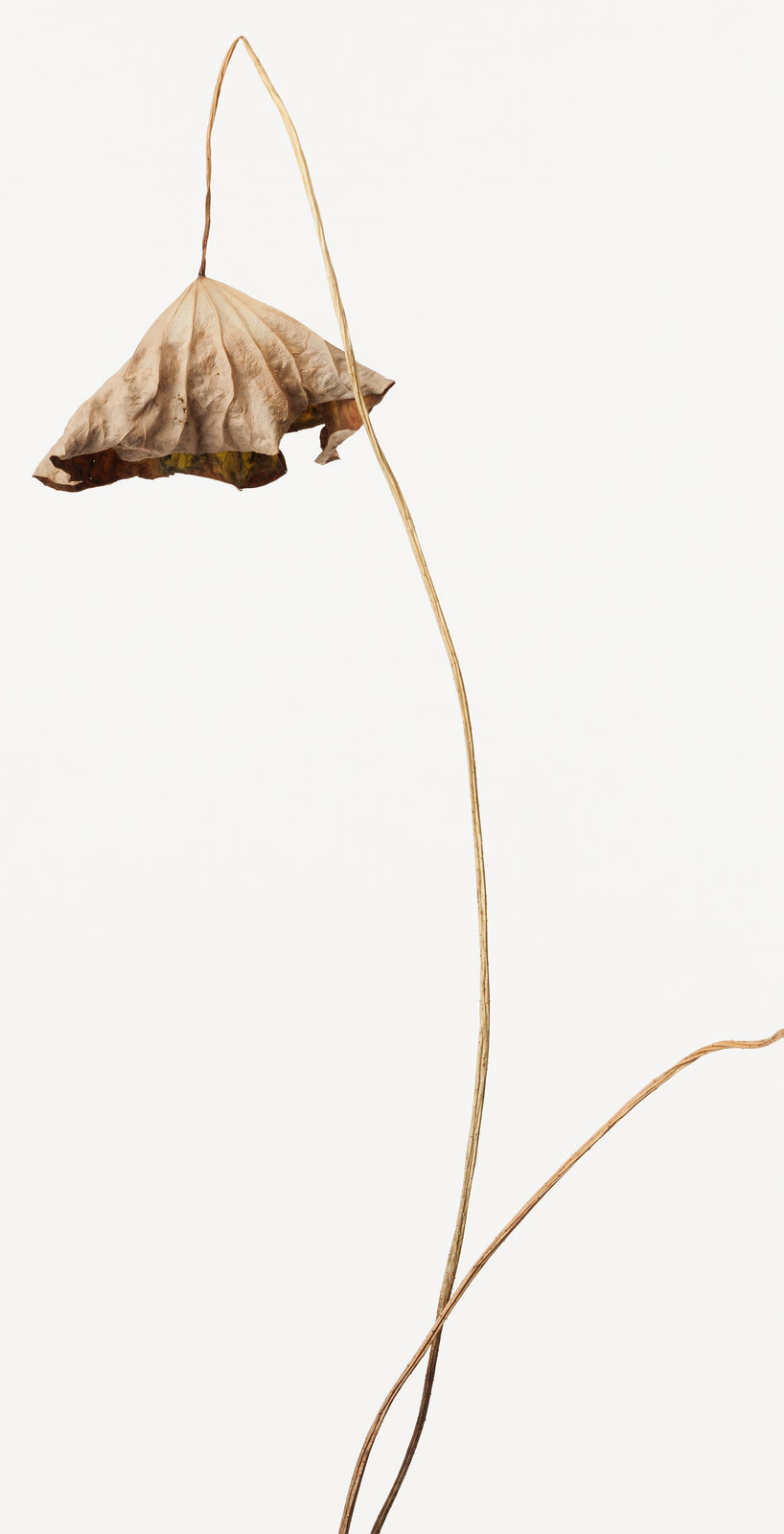 Takashi Tomo-oka, Dried Lotus 3, Karehasu, 2014