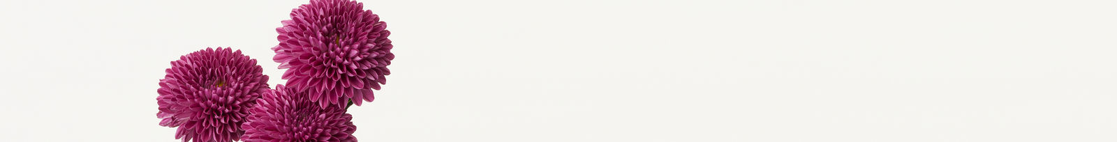 Takashi Tomo-oka, Chrysanthemum 2, Kiku, 2014