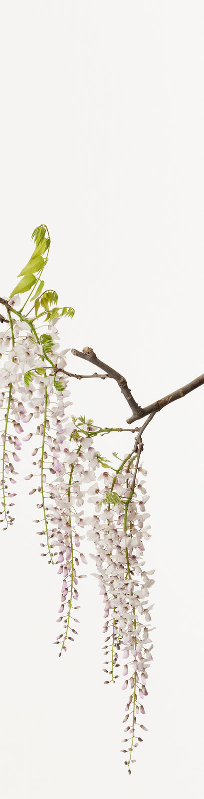 Takashi Tomo-oka, Calameae 3, Fuji, 2014