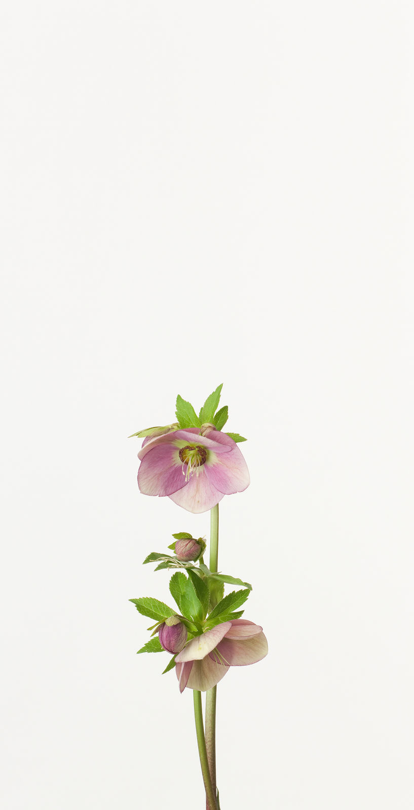 Takashi Tomo-oka, Christmas Rose 6, Christmas Rose, 2013