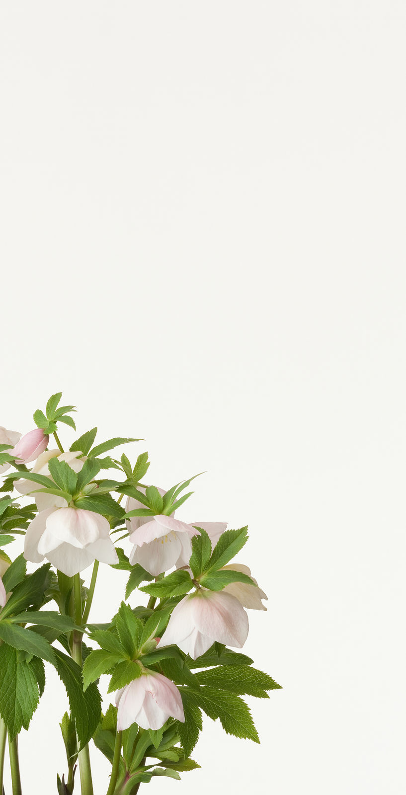 Takashi Tomo-oka, Christmas Rose 5, Christmas Rose, 2013