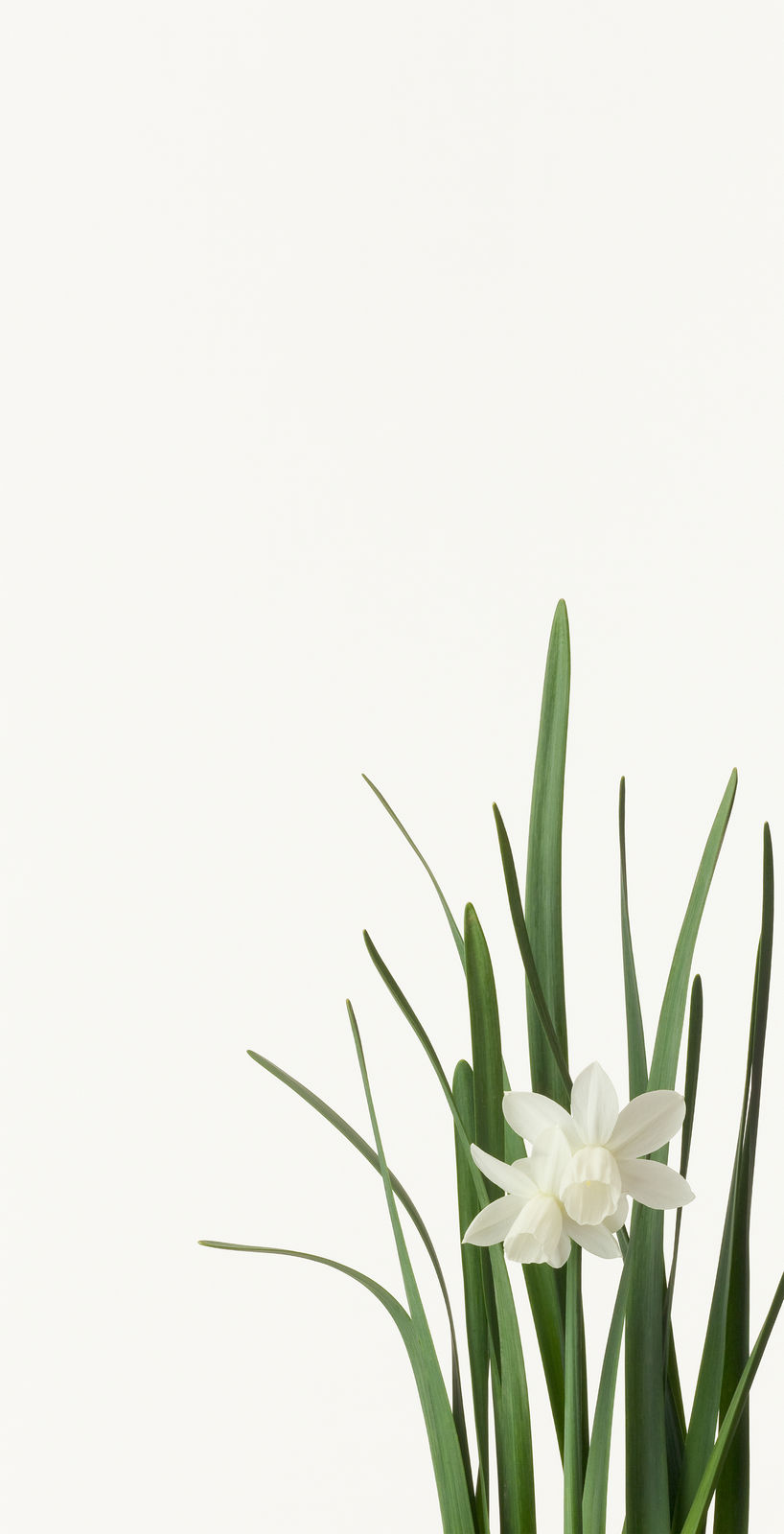 Takashi Tomo-oka, Daffodil, Suisen, 2013