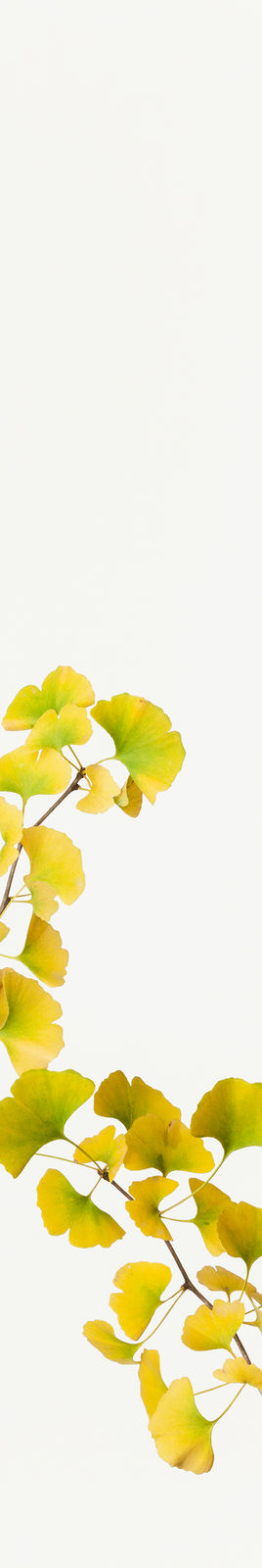 Takashi Tomo-oka, Ginkgo 2, Ginnan, 2014