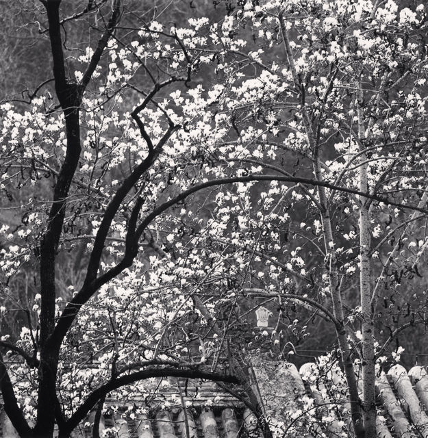 Michael Kenna, Rooftop and Foliage, Tanhe Temple, Beijing, China, 2017