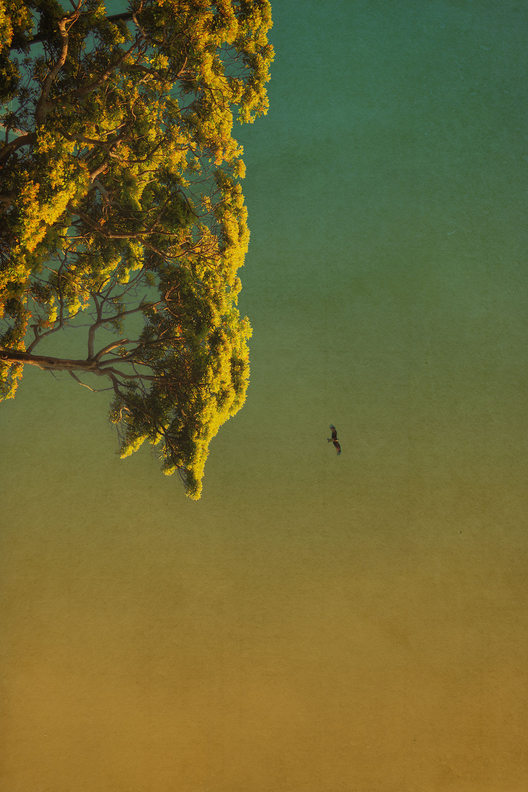 Albarrán Cabrera, The Mouth of Krishna, #807, 2015