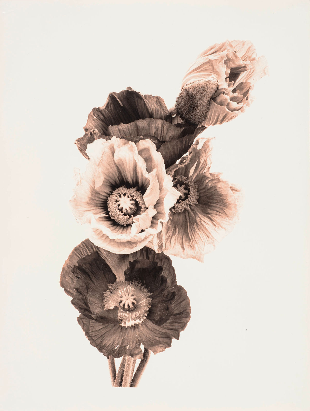 Ulrich Schmitt, Mohn-02B-Aurum, 2003