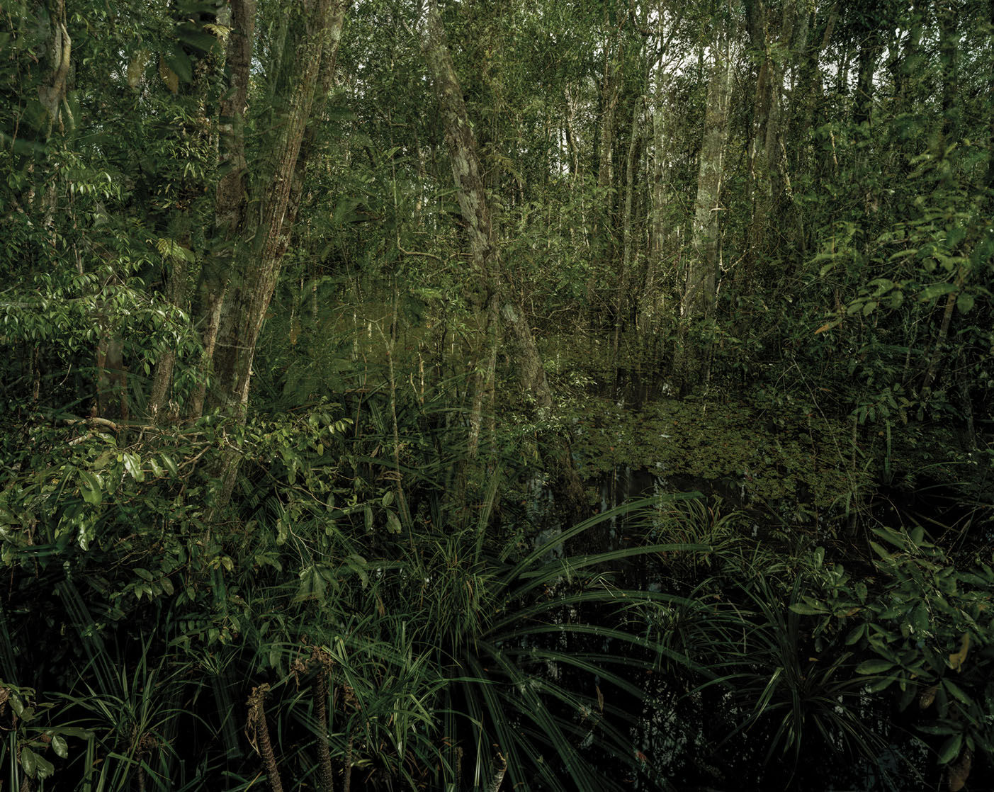 Olaf Otto Becker, PRIMARY SWAMP FOREST 06, LATE DUSK, INDONESIA, 2012