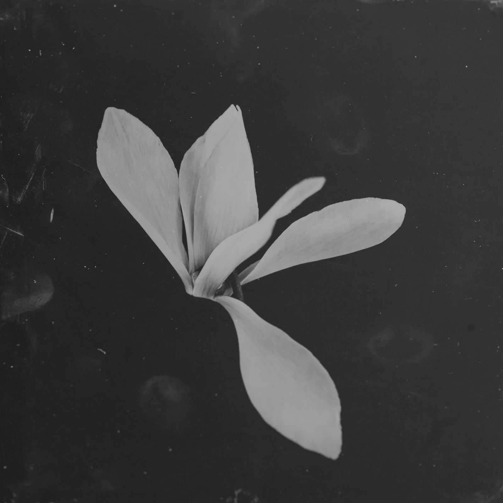 Steffen Diemer, Alpenveilchen, WVZ 759, 2022