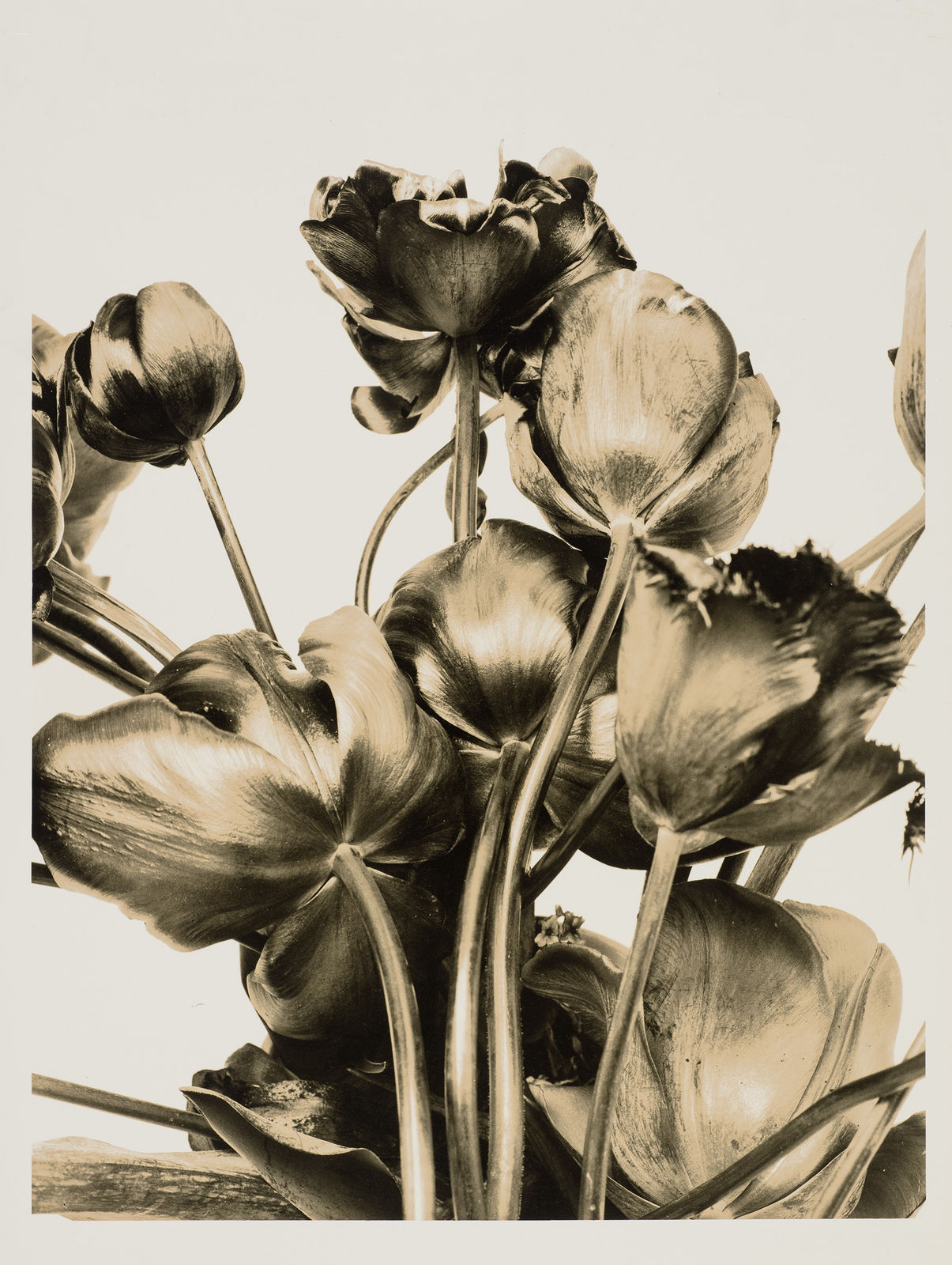 Ulrich Schmitt, Tulpen-23D-Aurum, 2002/2007