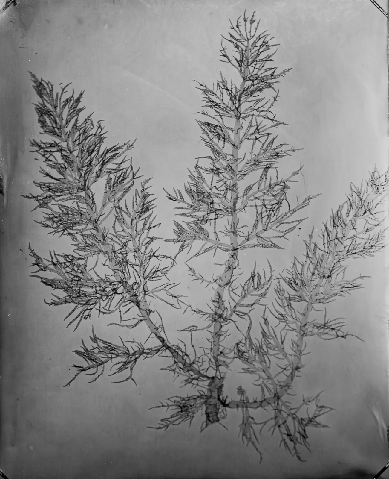 Steffen Diemer, Alge (Lomentaria), WVZ 1023, 2024