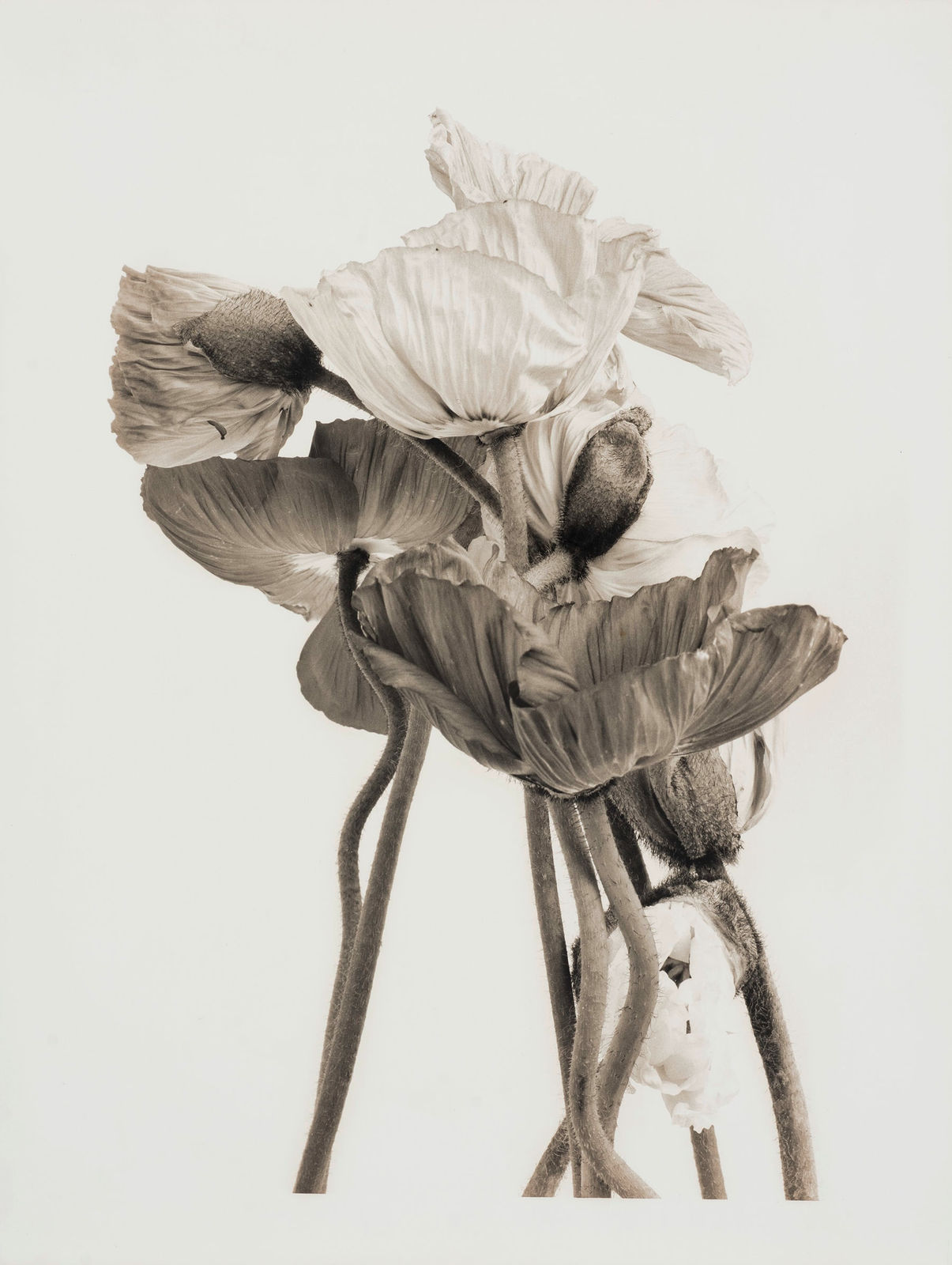 Ulrich Schmitt, Mohn-07B-Selenium, 2003/2021