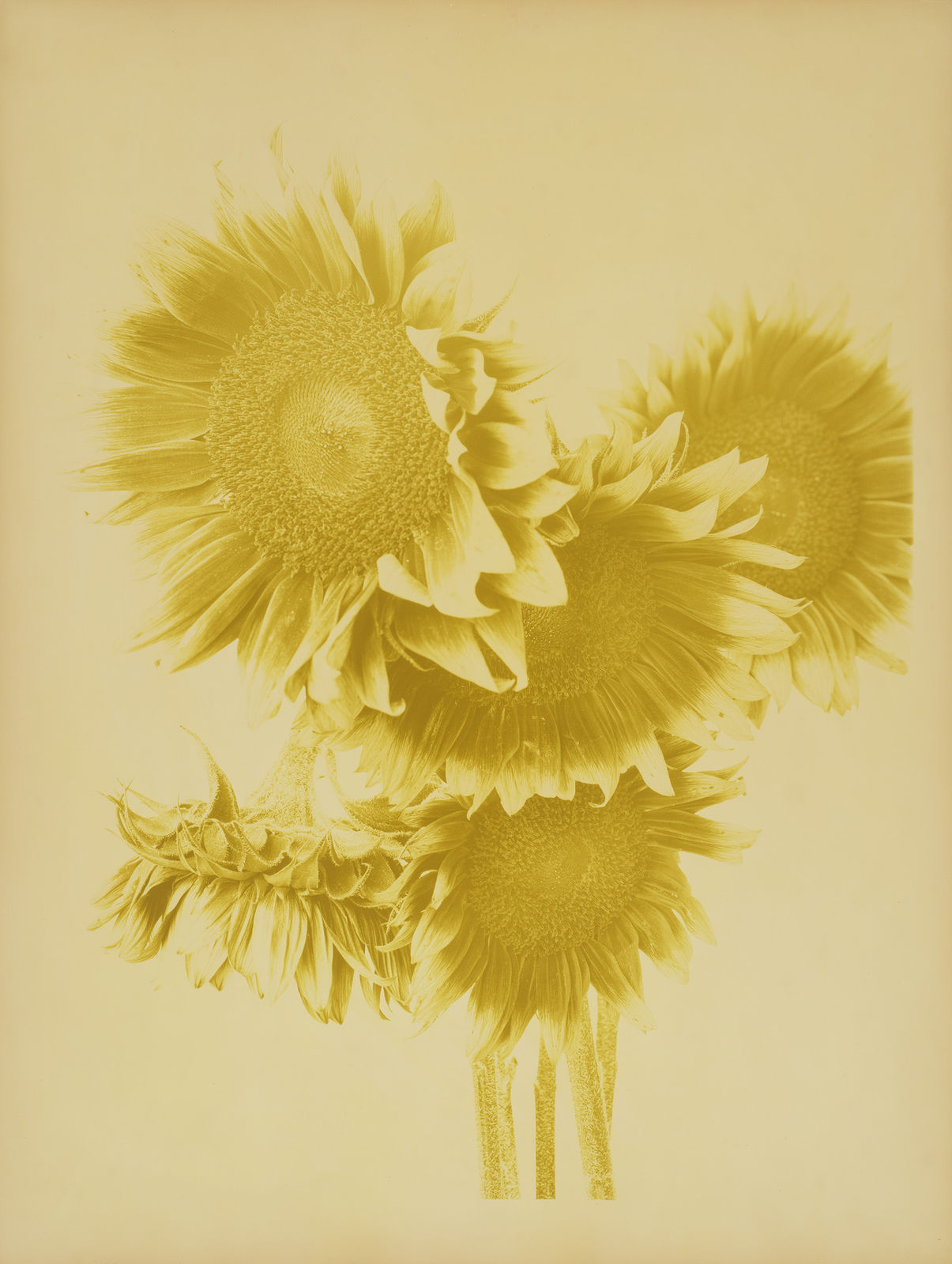 Ulrich Schmitt, Sonnenblumen-02B-Chromium, 2003/2019