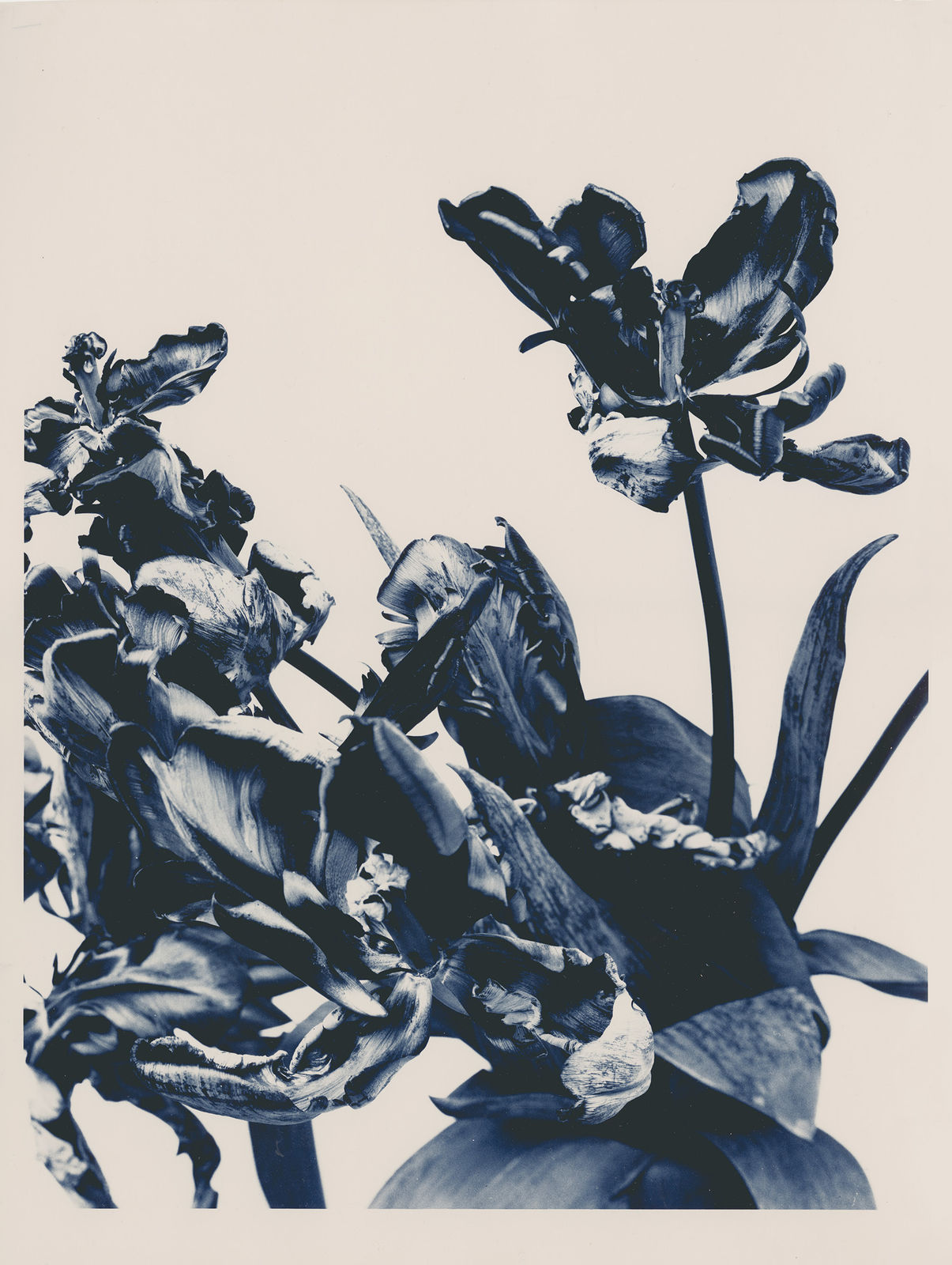 Ulrich Schmitt, Tulpen-17C-Ferrum, 2002/2018