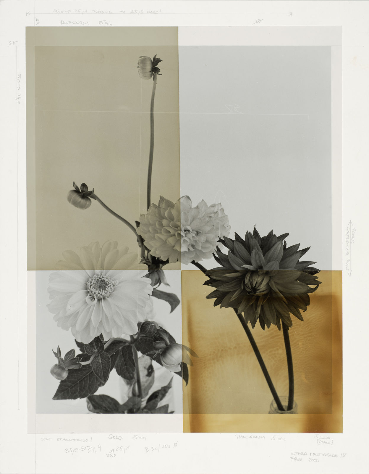 Ulrich Schmitt, Dahlien-19-T04-Aurum, 2005/2017