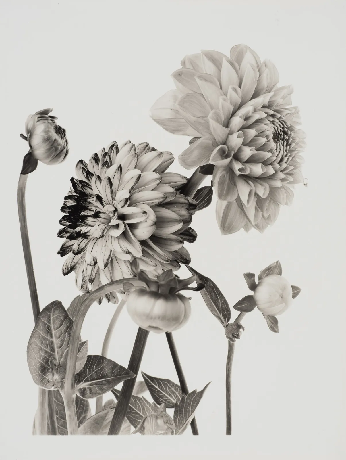 Ulrich Schmitt, Dahlien-05A-Palladium, 2005/2018