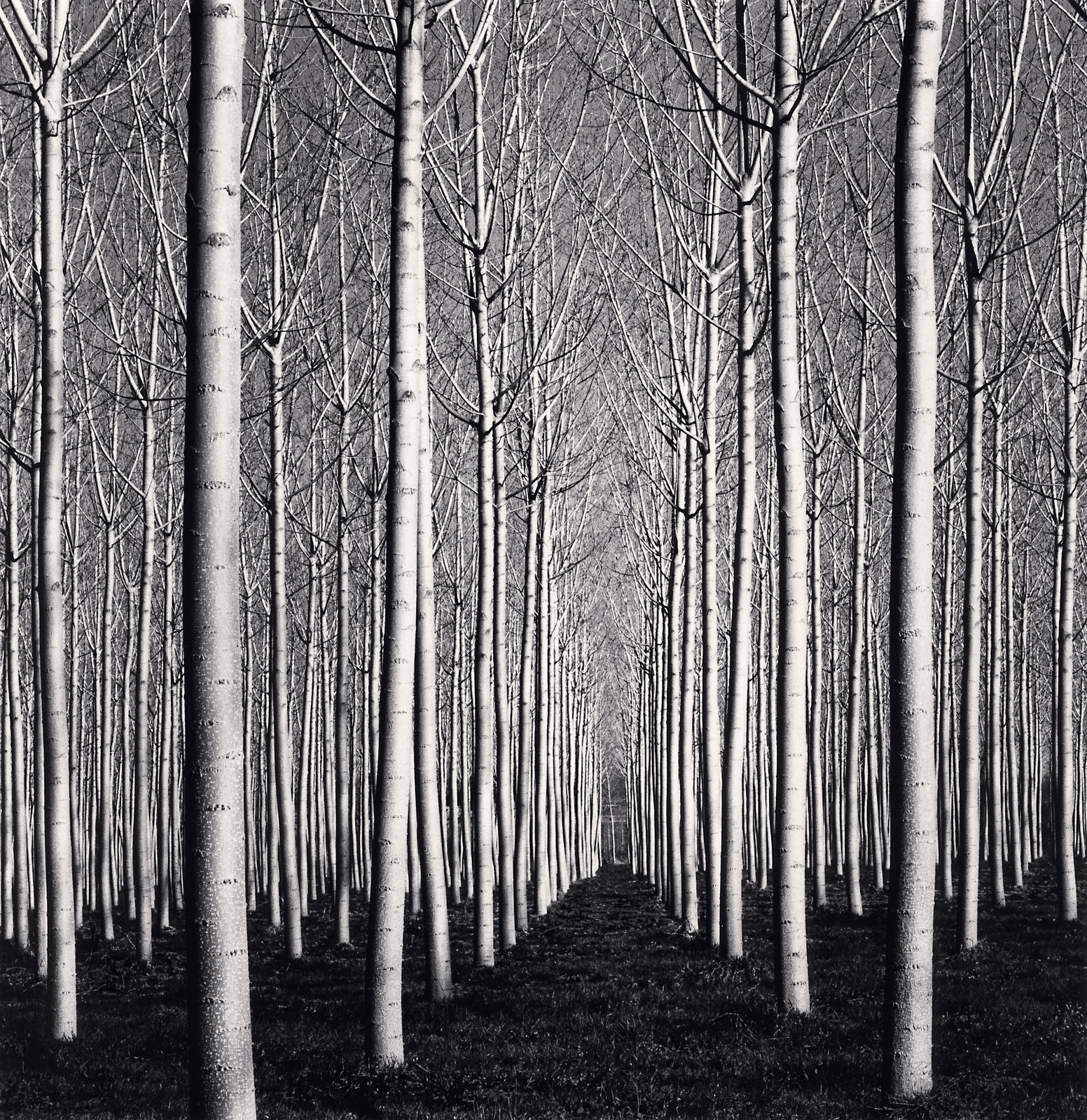 Michael Kenna, Spring Poplar Trees, Pavia, Italy, 2019