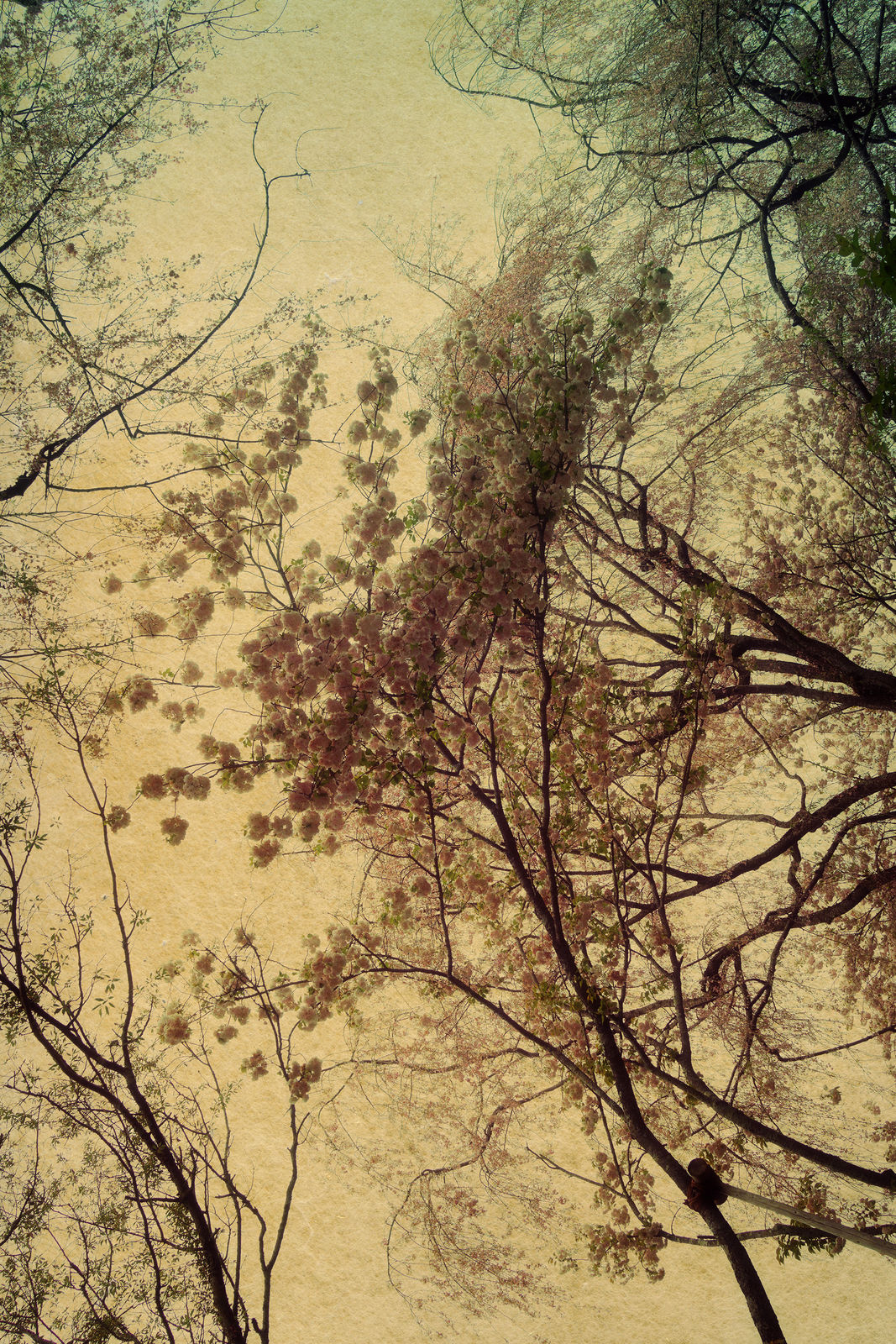 Albarrán Cabrera, The Mouth of Krishna, #361, 2015