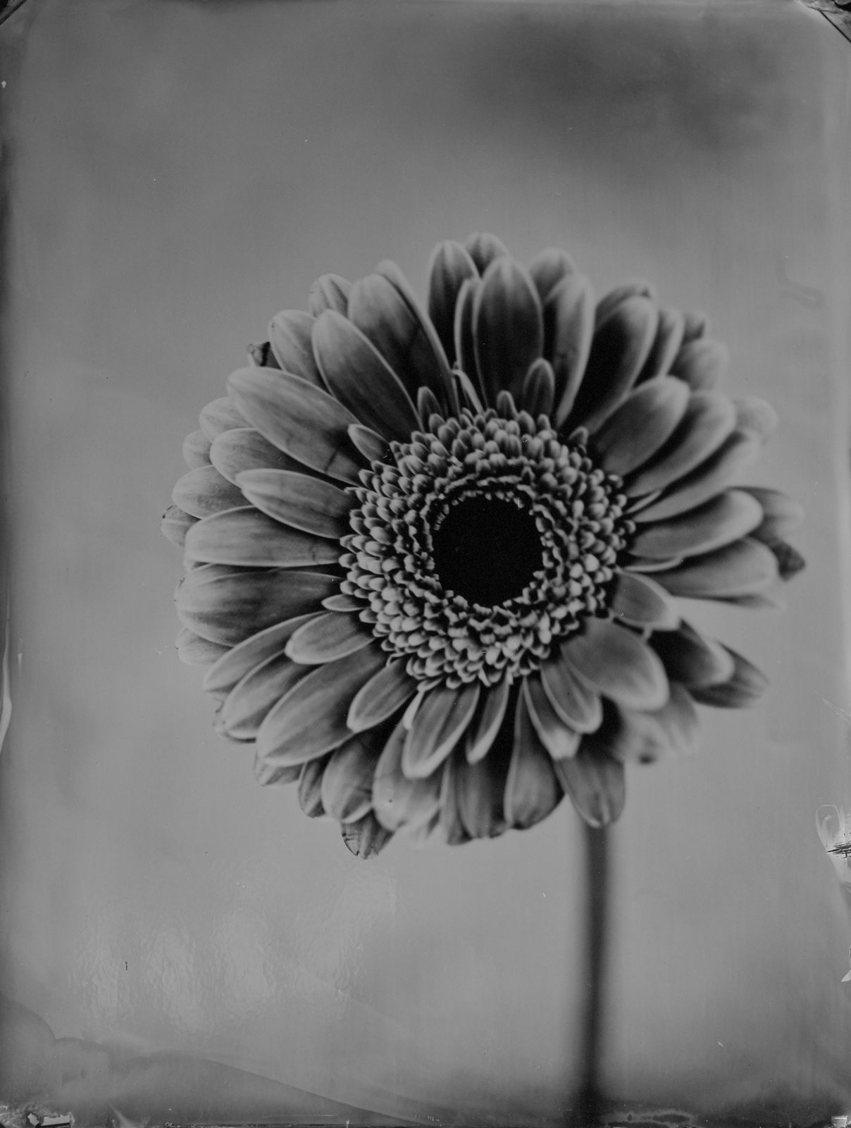 Steffen Diemer, Gerbera, WVZ 694, 2021
