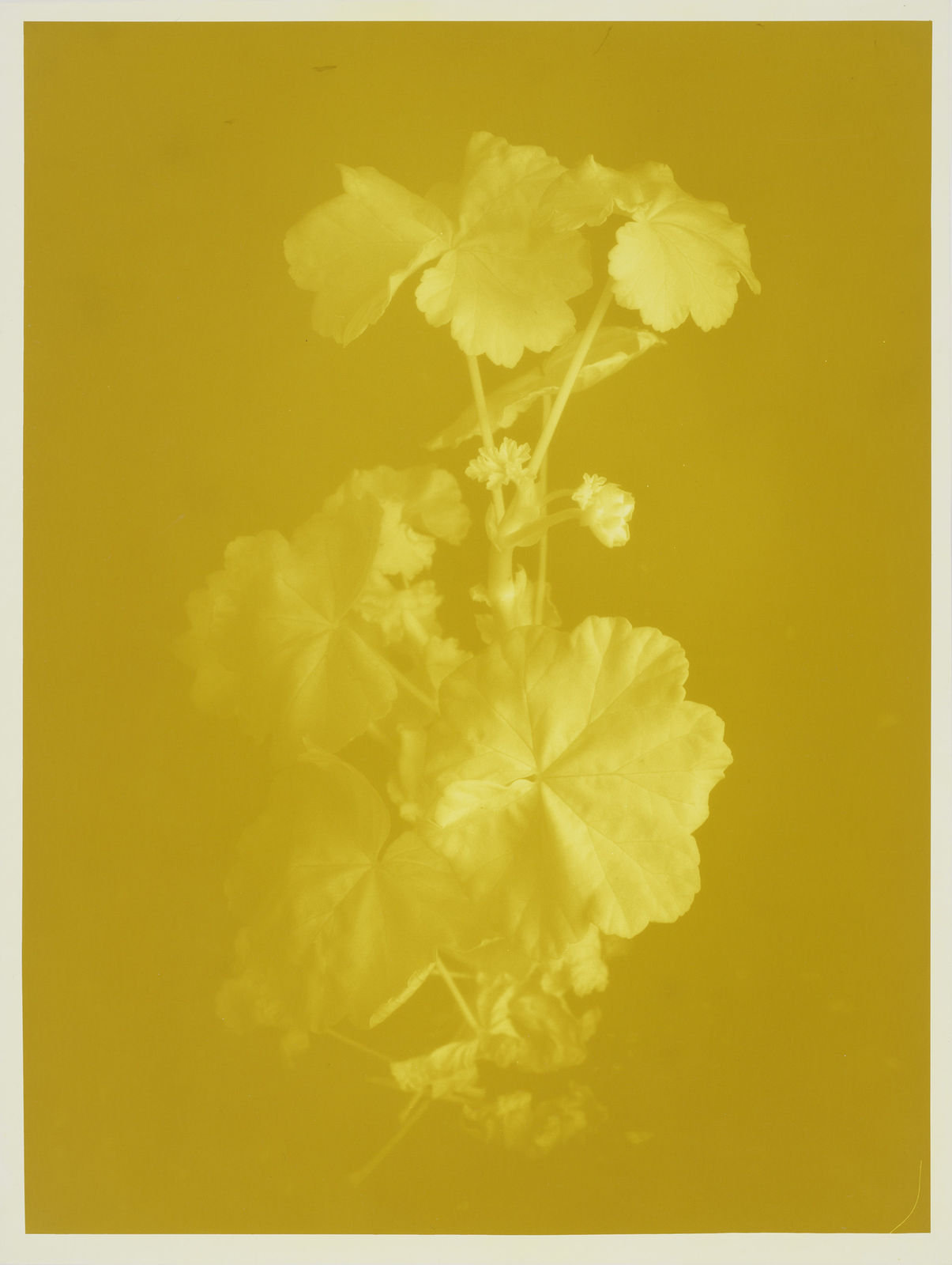 Ulrich Schmitt, Geranien-II-73-Chromium, 2017/2019