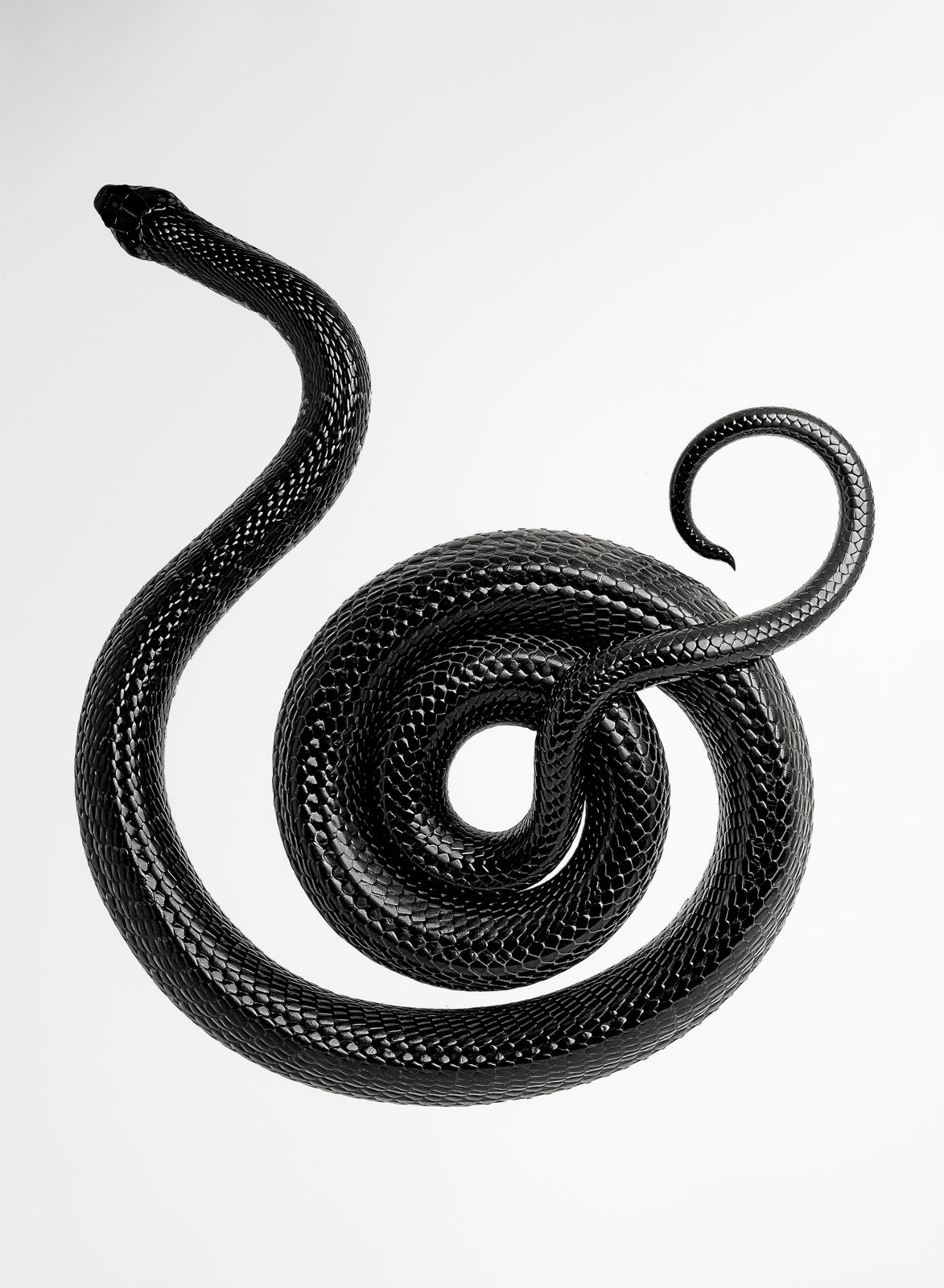 Jan C. Schlegel, Naja Melanoleuca, 2021