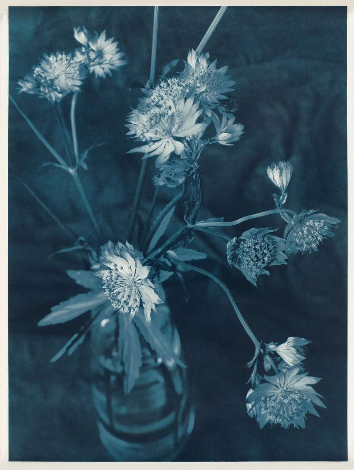 Ulrich Schmitt, Astrantien-44_Niccolum, 2017