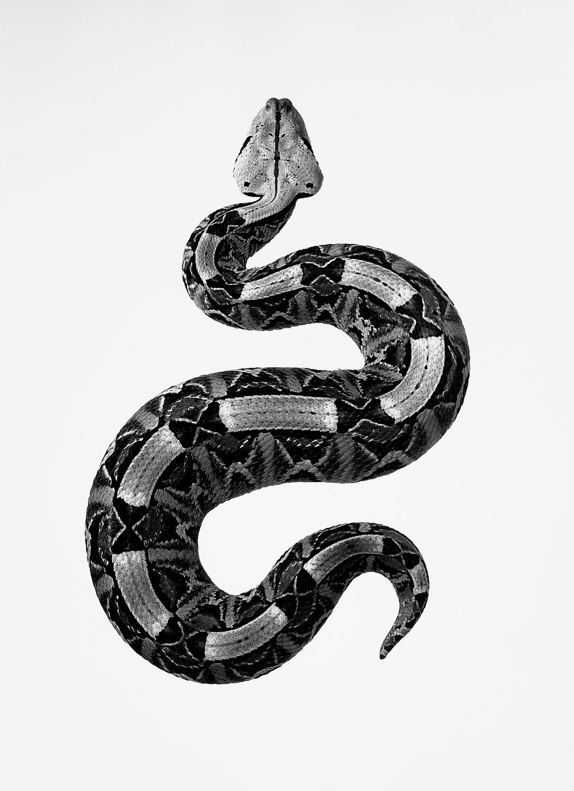 Jan C. Schlegel, Bitis Rhinoceros, 2021