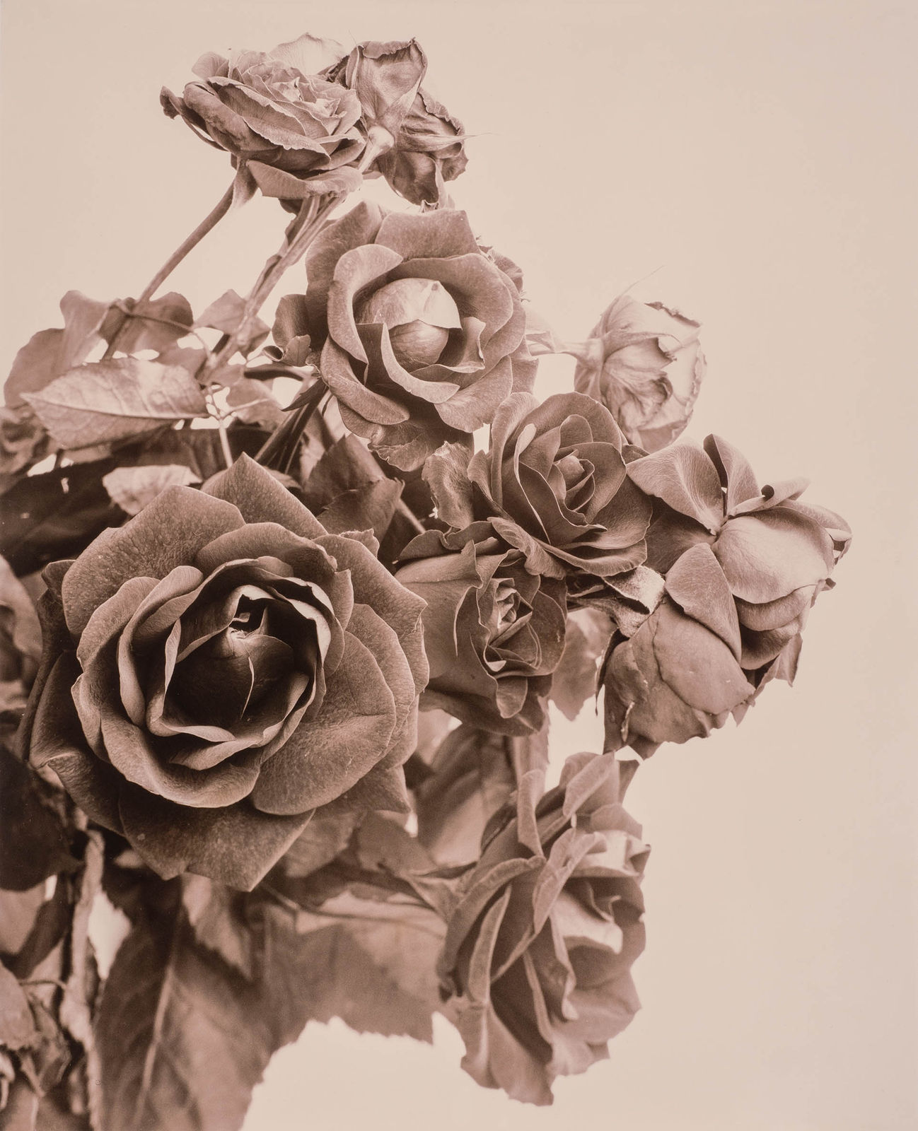 Ulrich Schmitt, Rosen-15A-Cuprum, 2001/2022