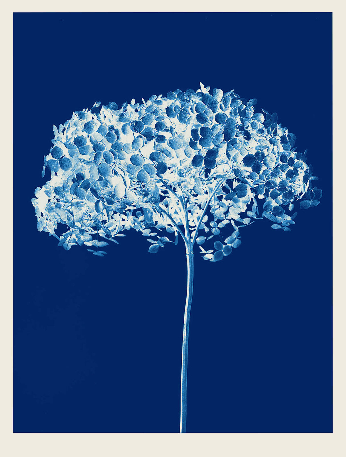 Ulrich Schmitt, Hortensie-02N-Ferrum, 2004/2022