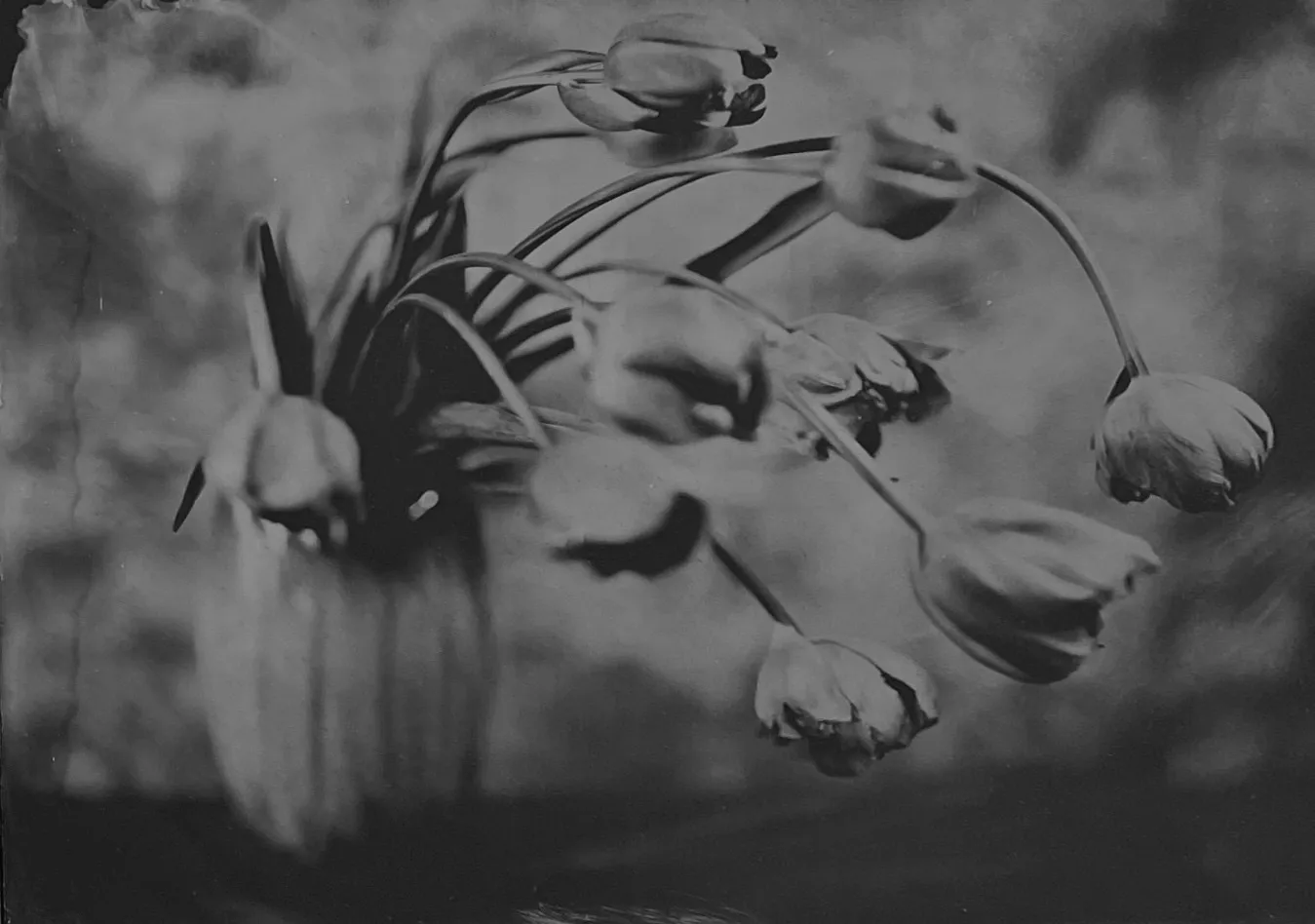 Steffen Diemer, Tulpen, WVZ 242, 2015