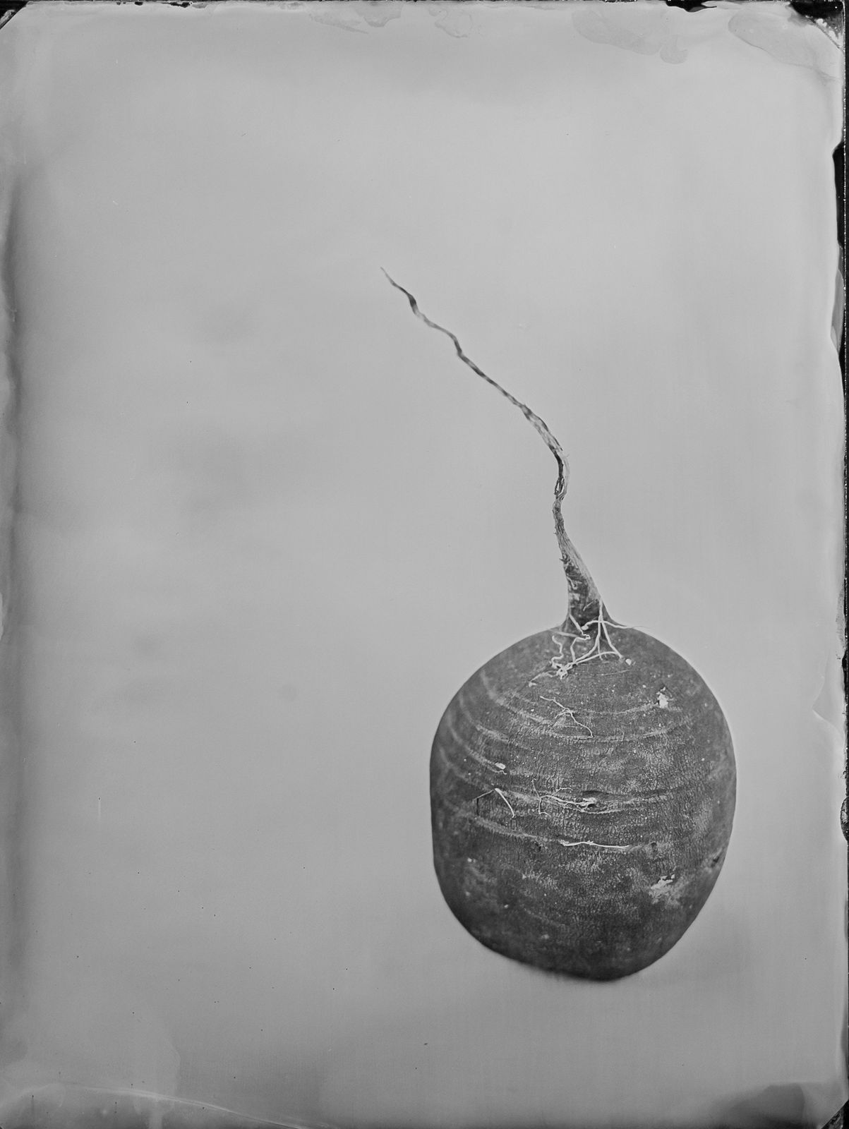 Steffen Diemer, Schwarzer Rettich, WVZ 957 , 2023