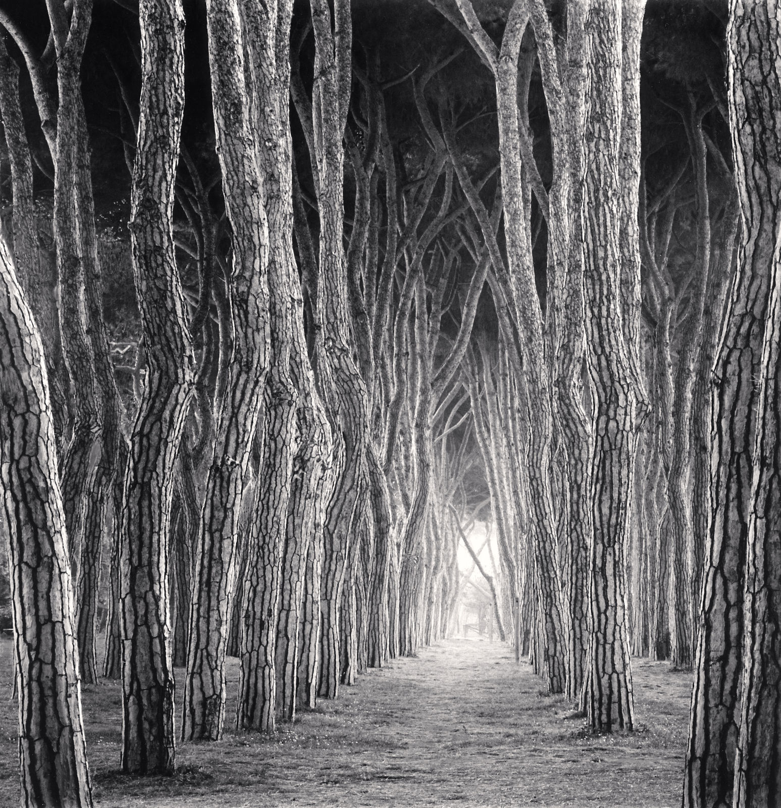 Michael Kenna, Stone Pine Tunnel, Pineto, Abruzzo, 2016