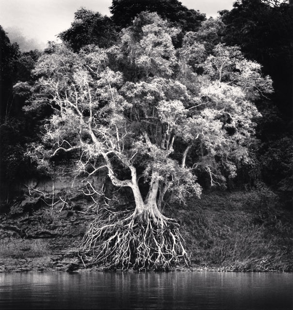 Michael Kenna, Kokdua Tree and Exposed Roots, Mekong River, Luang Prabang, Laos, 2015