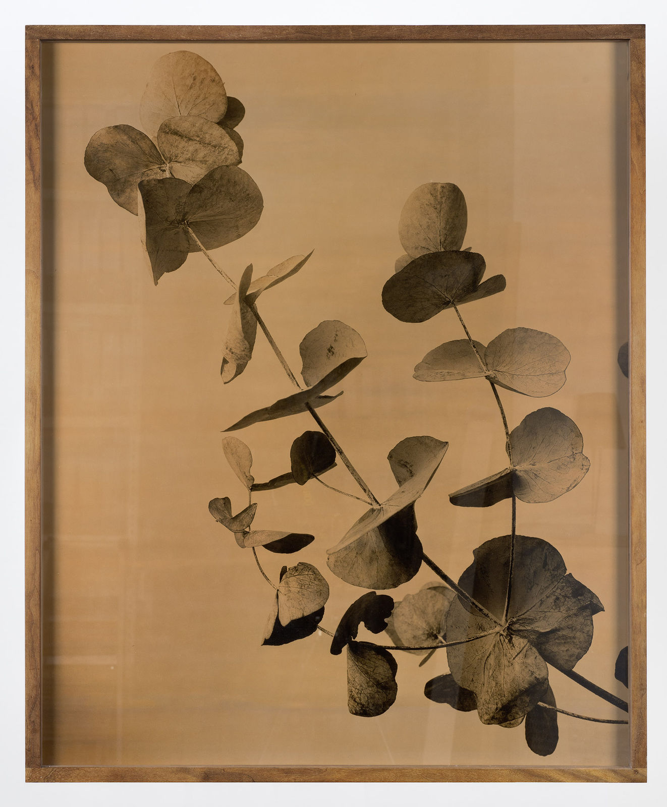 Ulrich Schmitt, Eukalyptus-01-IV-Aurum, 2001/2017