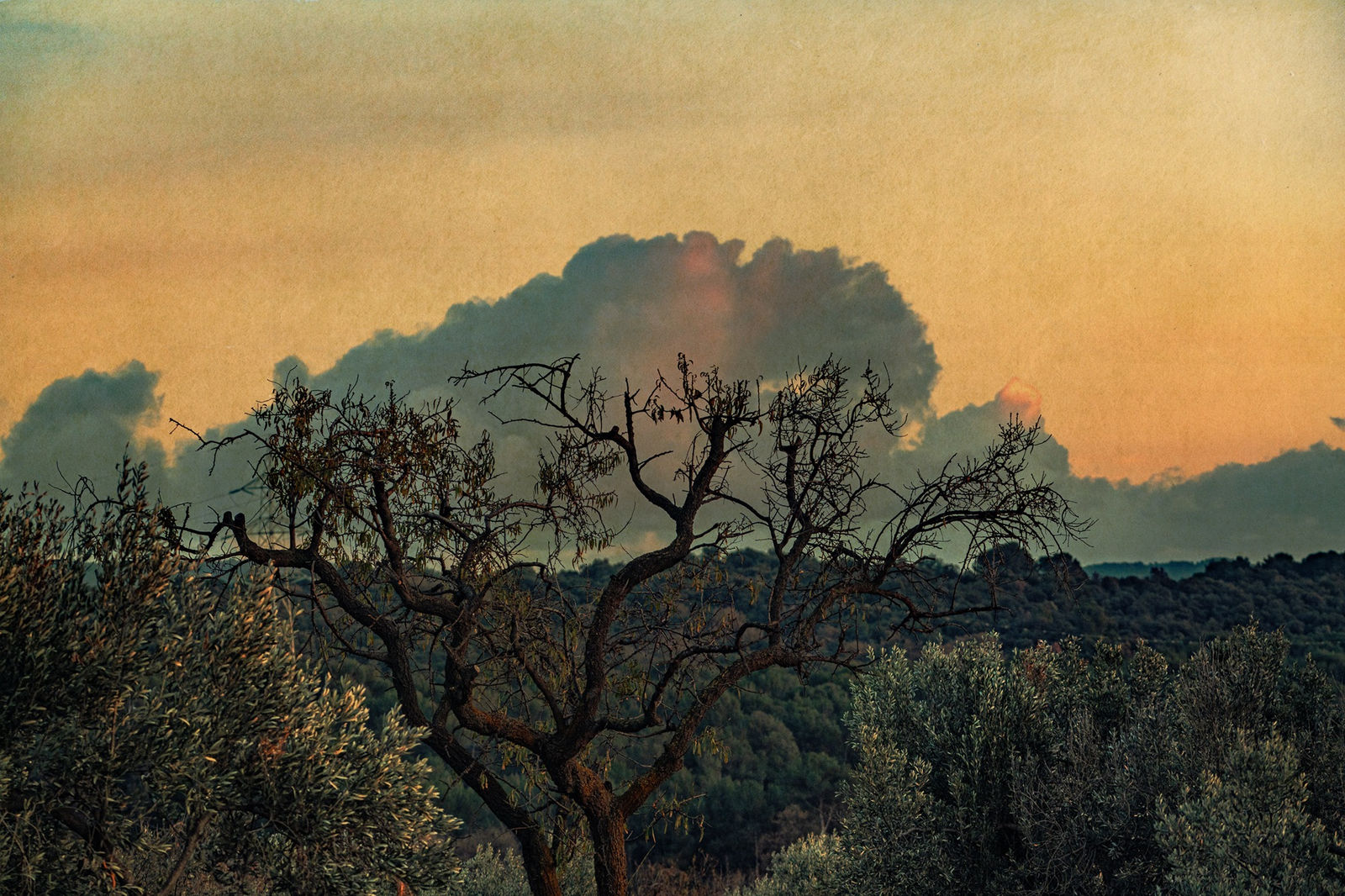 Albarrán Cabrera, The Mouth of Krishna #1015, 2024