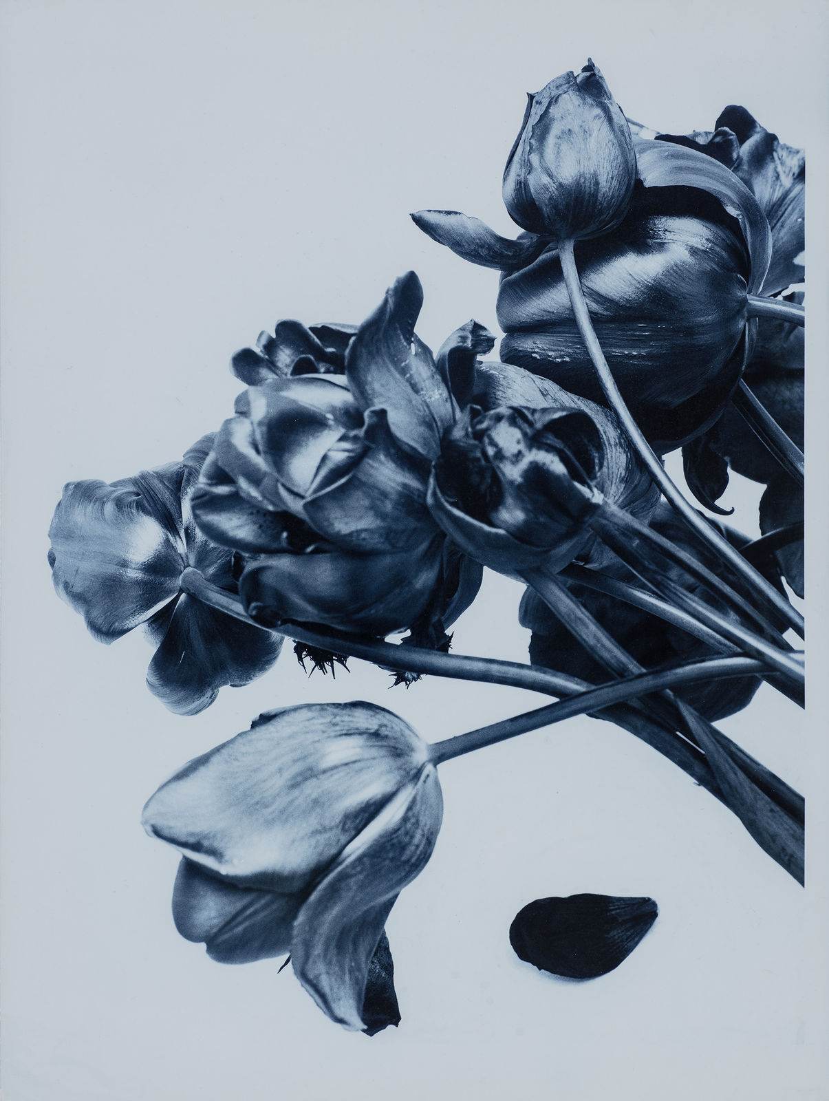 Ulrich Schmitt, Tulpen-22A-Ferrum, 2002/2017