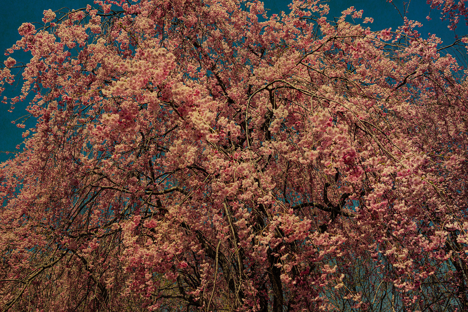 Albarrán Cabrera, The Mouth of Krishna SE #60506, 2018