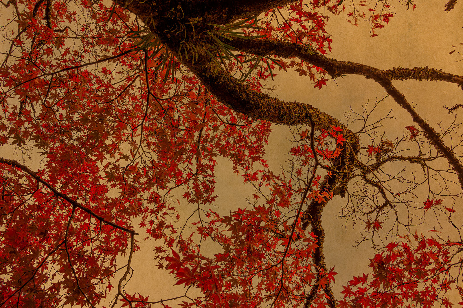 Albarrán Cabrera, The Mouth of Krishna #60504, 2019