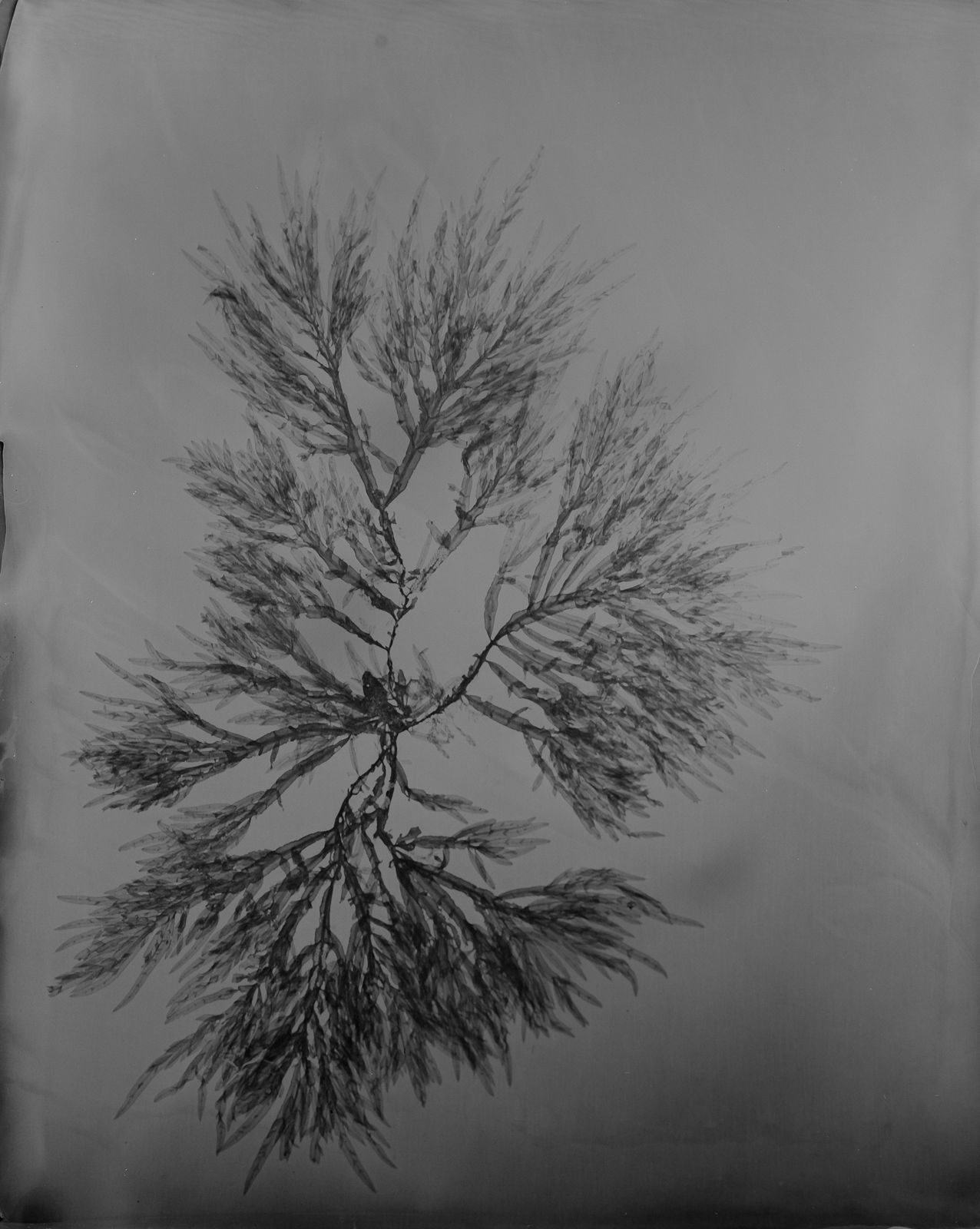 Steffen Diemer, Alge (Delesseria hypoglossum), WVZ 1000, 2024