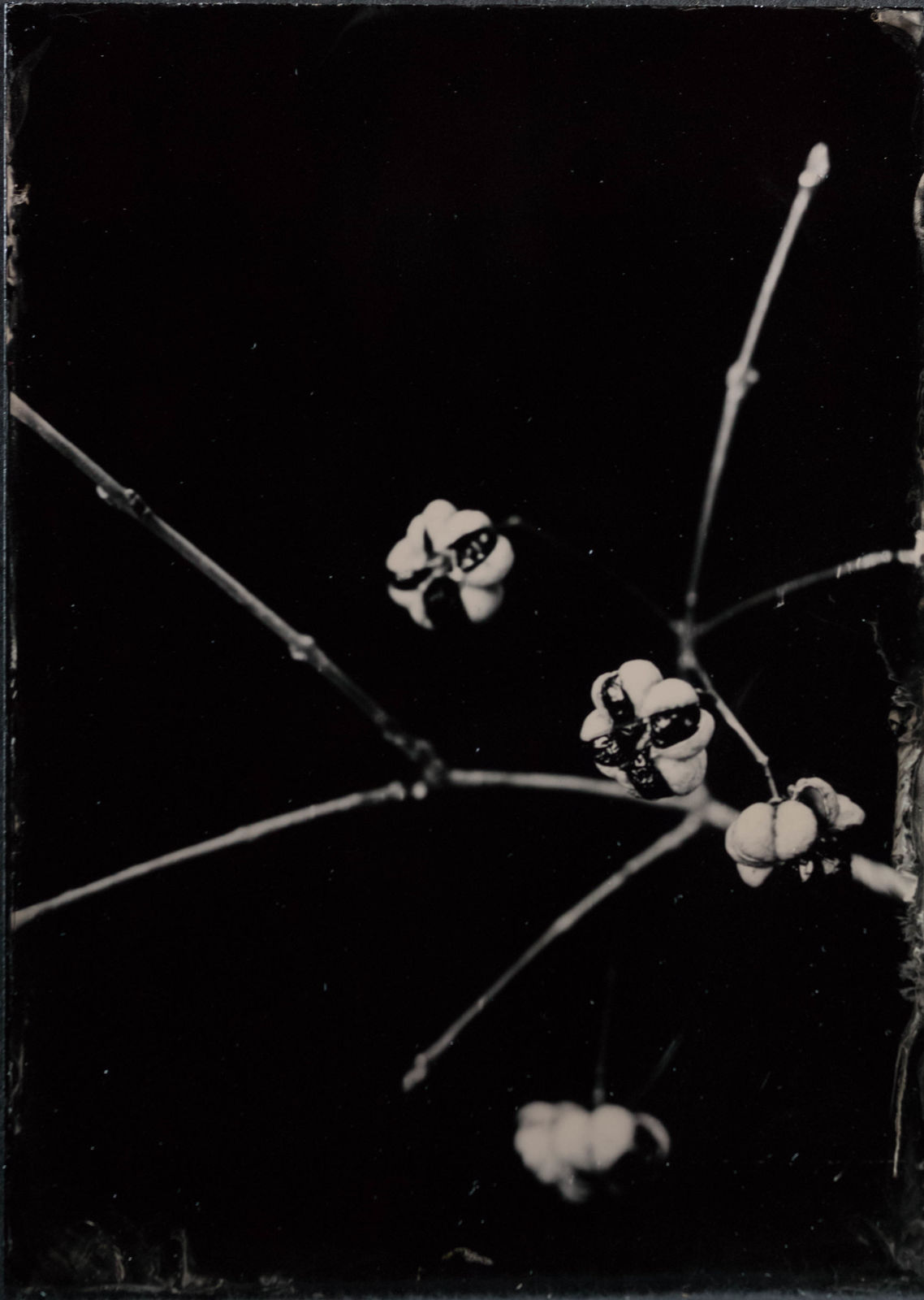 Steffen Diemer, Pfaffenhütchen, WVZ 1244, 2024