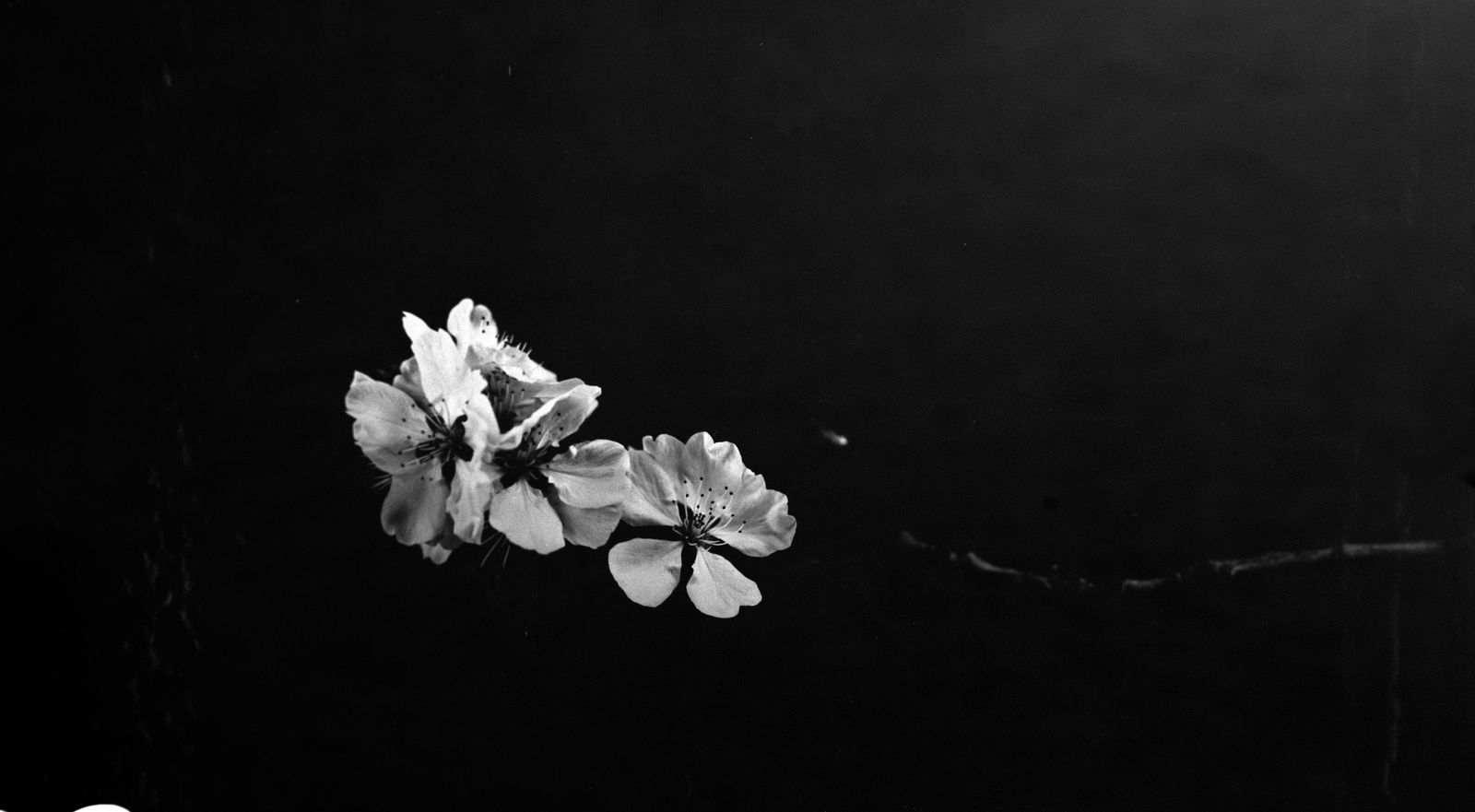 Steffen Diemer, Kirschblüten, WVZ 728, 2022