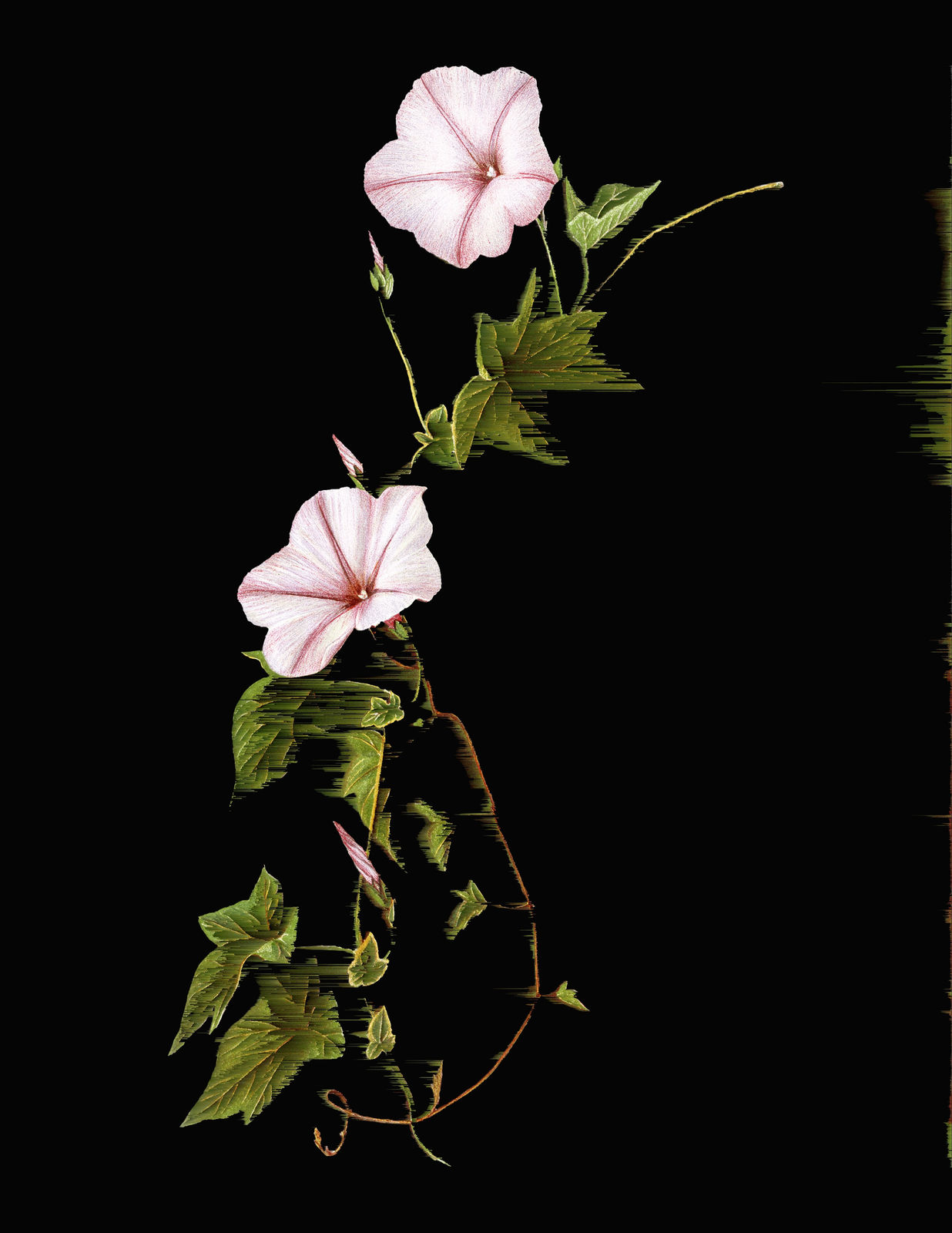 Andrea Wolf, L279603 (Ipomoea carnea / Campanilla rosada), 2024