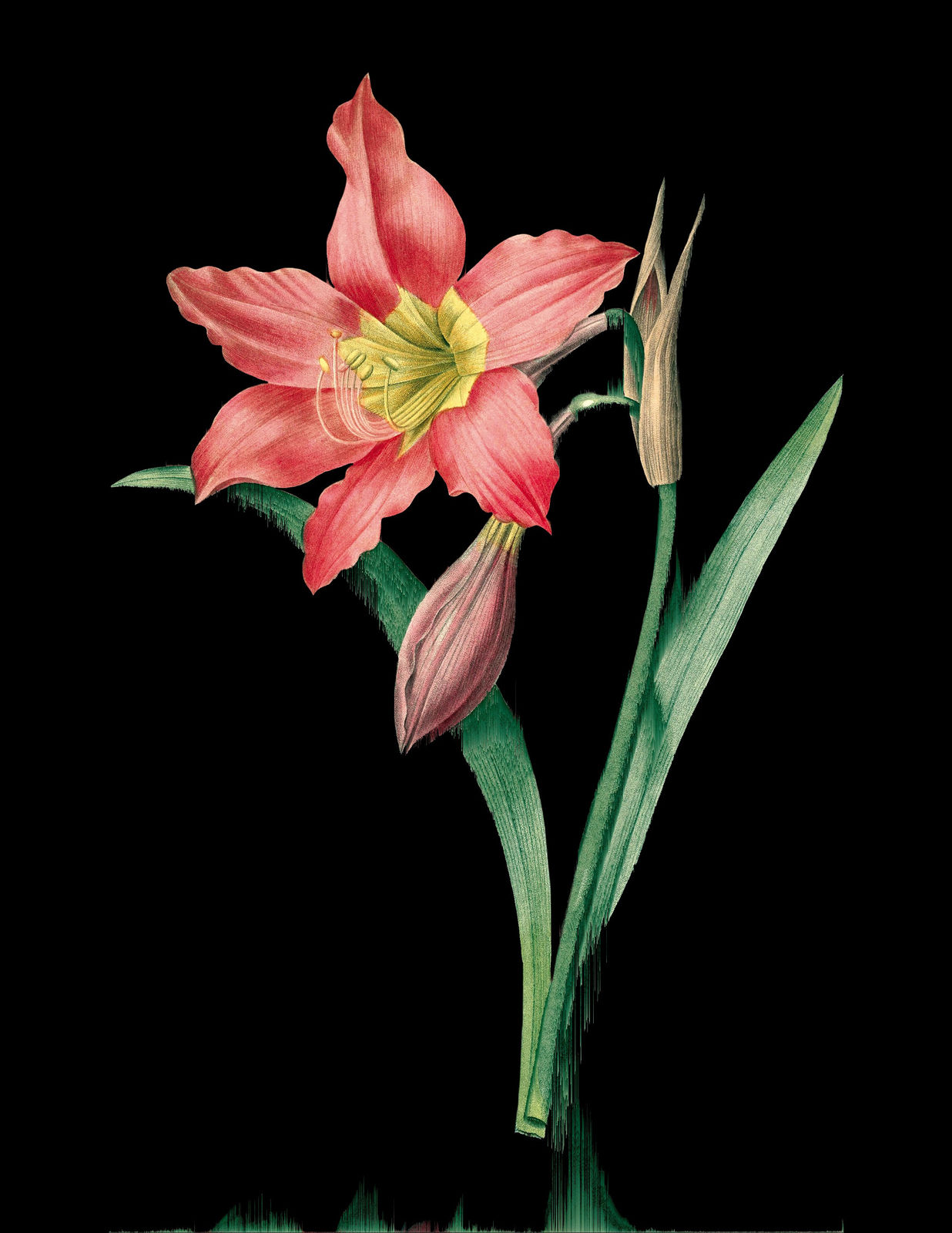 Andrea Wolf, L753220 (Hippeastrum / Amarilis), 2025