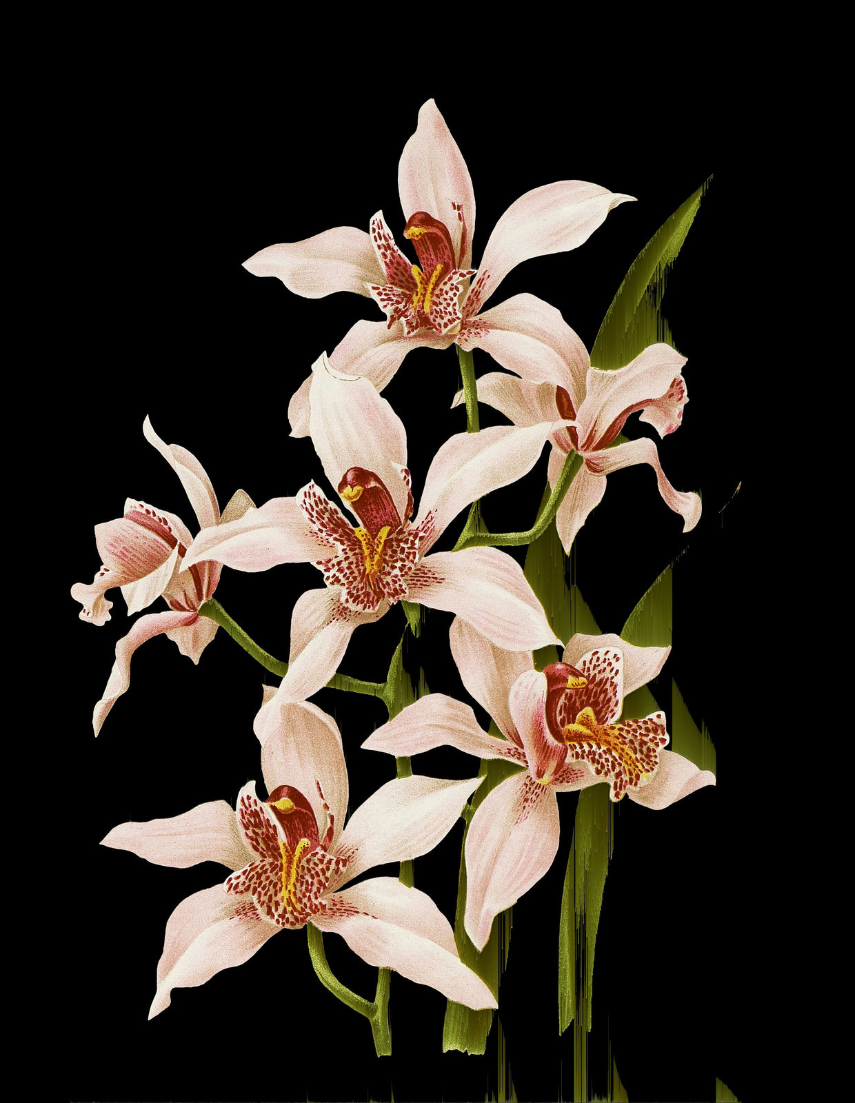 Andrea Wolf, L169243 (Cymbidium insigne / Orquídea barco), 2025