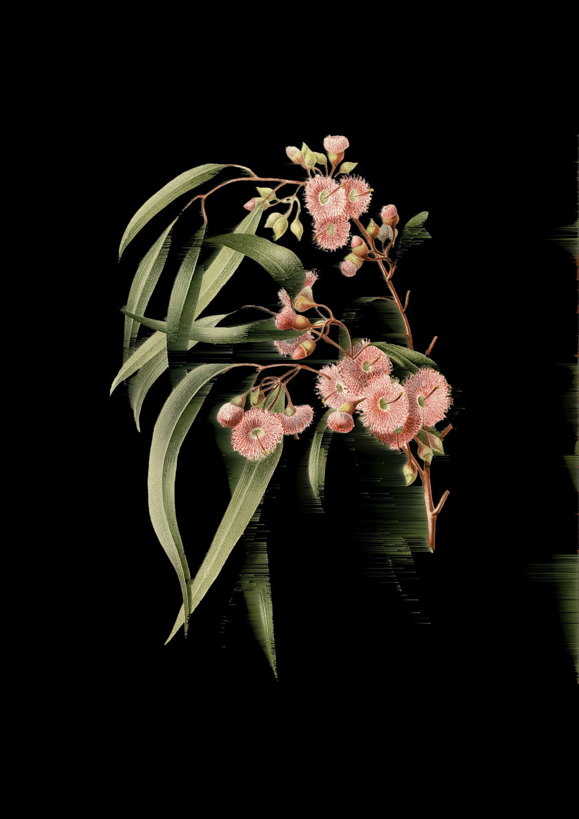 Andrea Wolf, L731846 (Eucalyptus leucoxylon rosea / Flor de eucalipto rosado), 2025