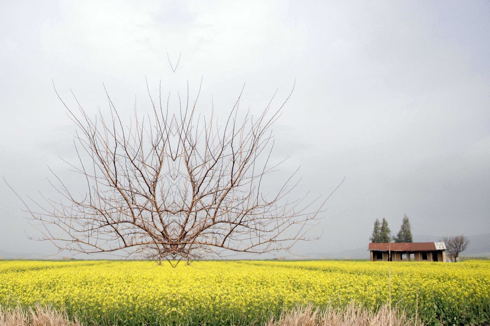 Ramin Haerizadeh, Wonders of Nature, 2006-2007