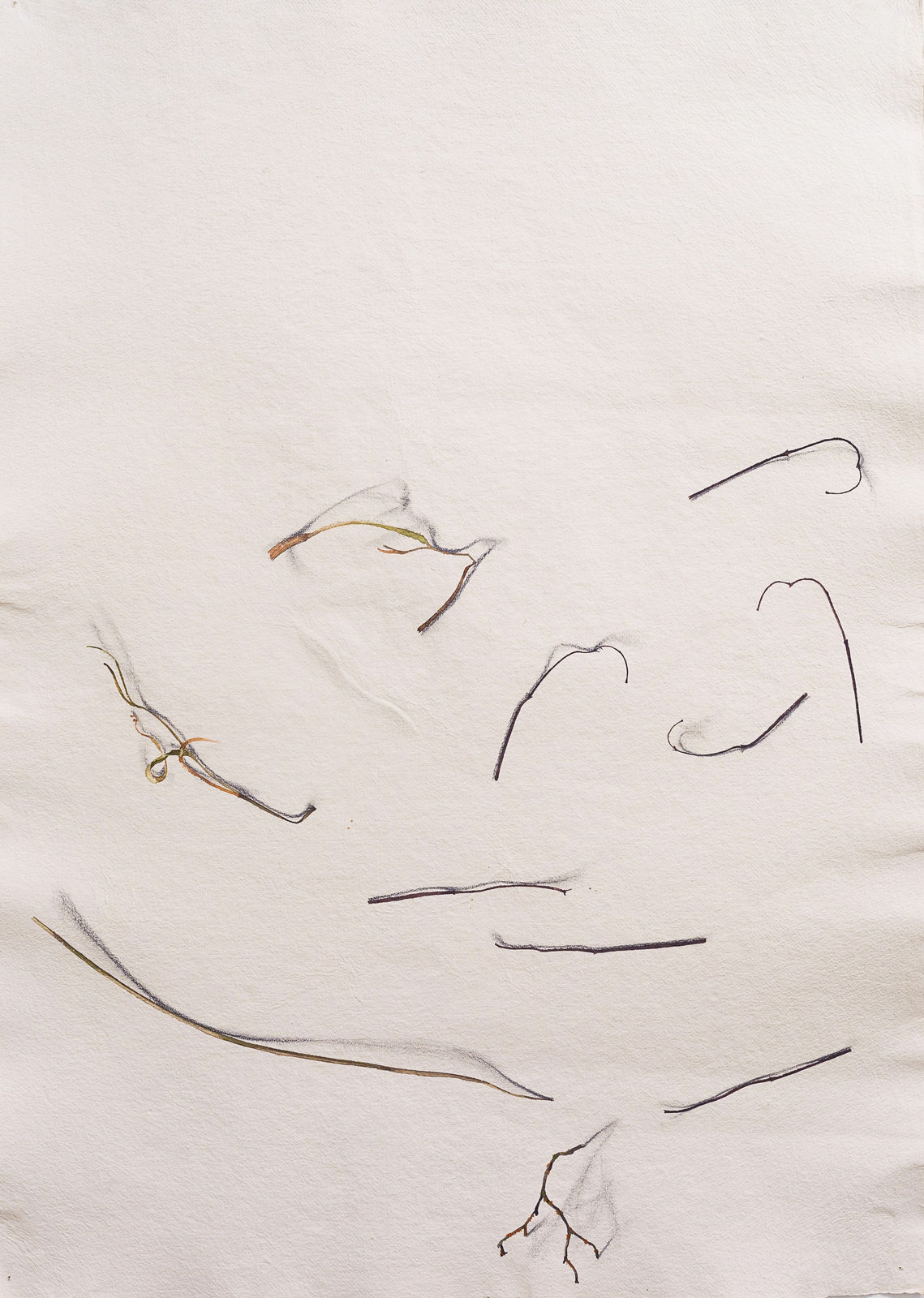 Fereydoun Ave, Twigs, 1999