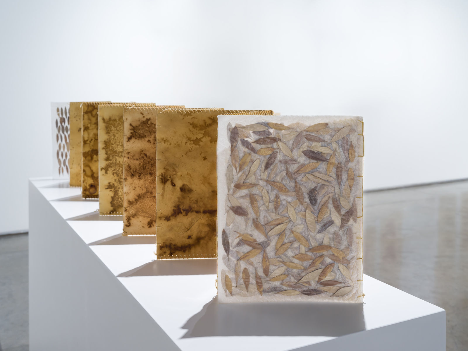 Tamara Kalo, Olive Leaves Memories, 2024