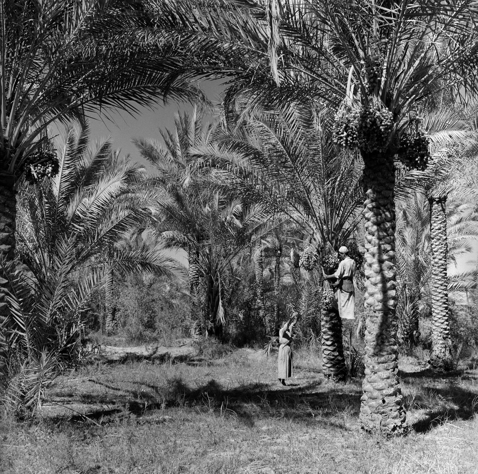 Latif Al Ani, Palm orchards, Jadriya, Baghdad, 1970, 2019