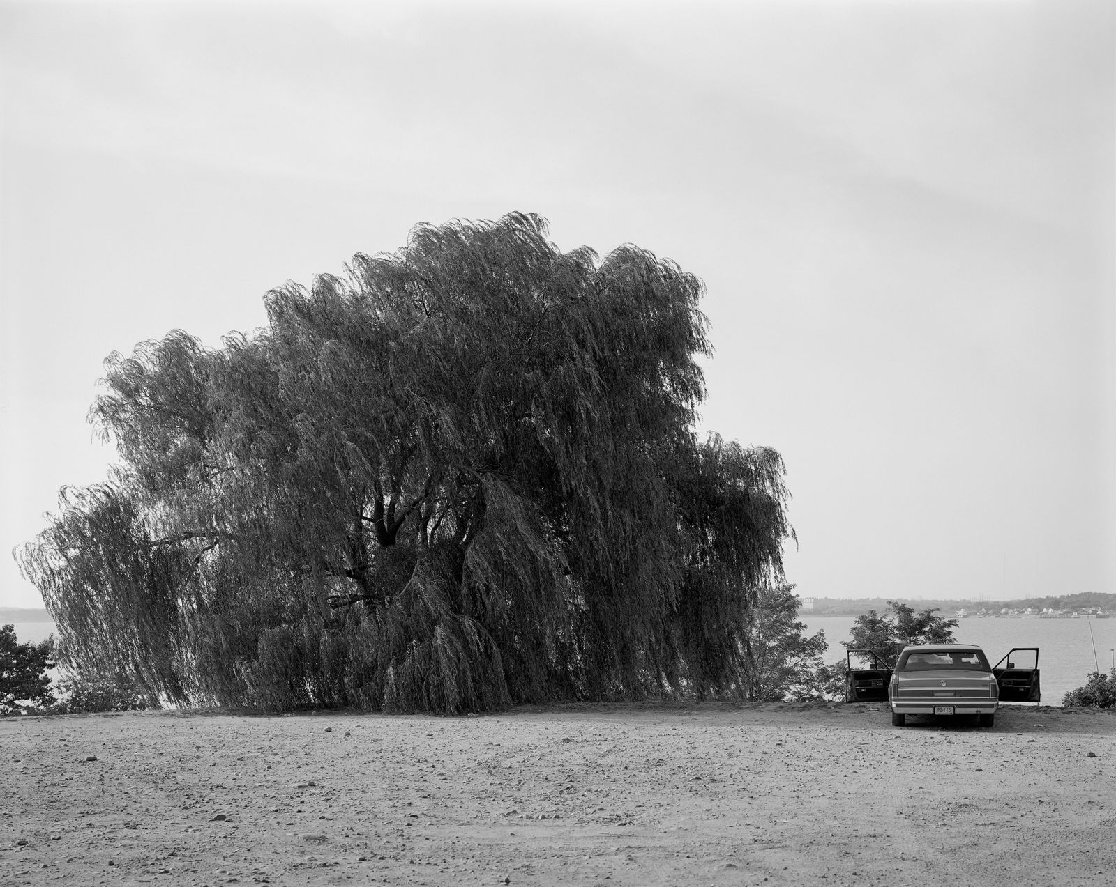 Richard Renaldi, Willow Tree, 2002